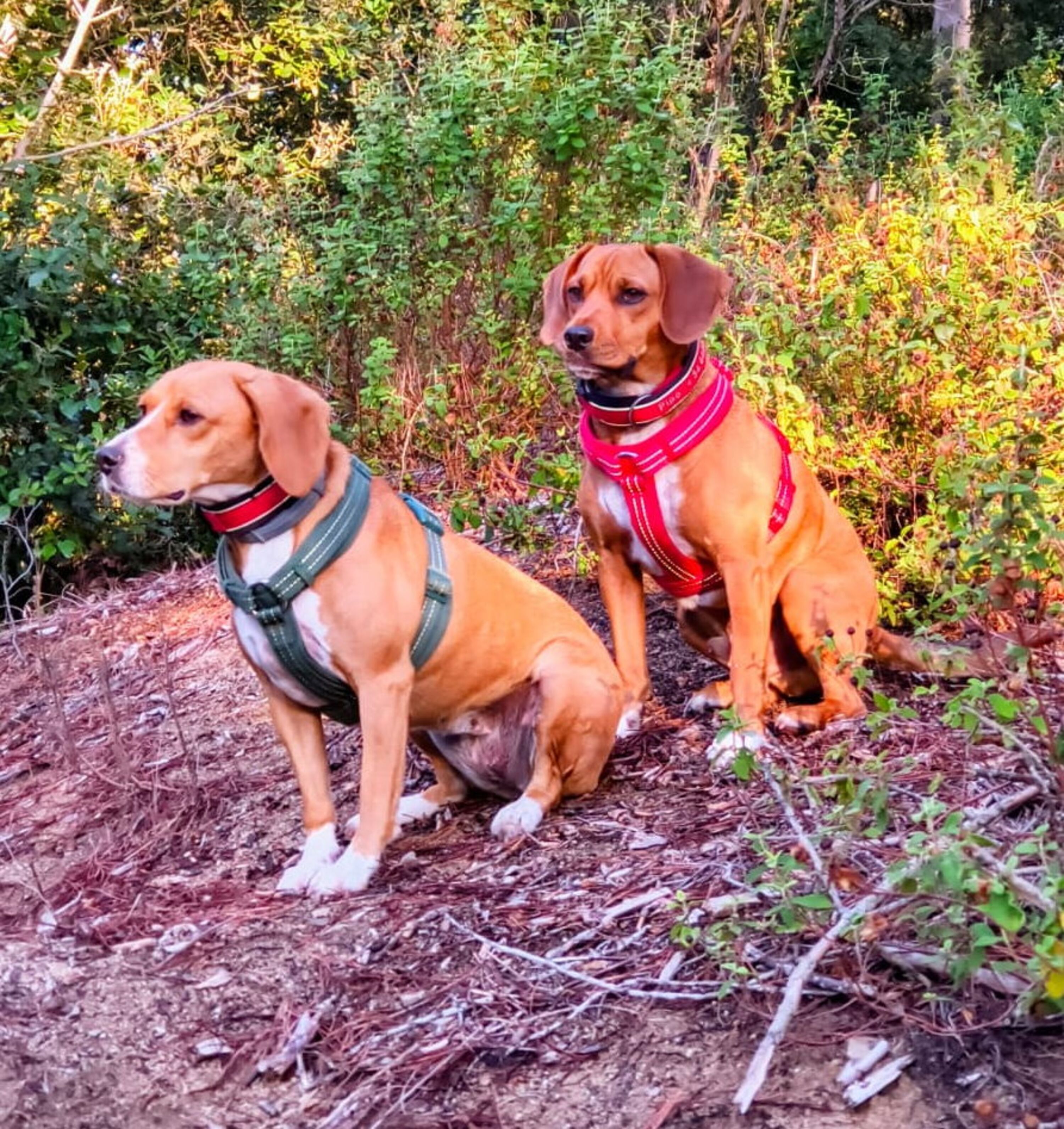 Unsere "Can Casas"-Hunde