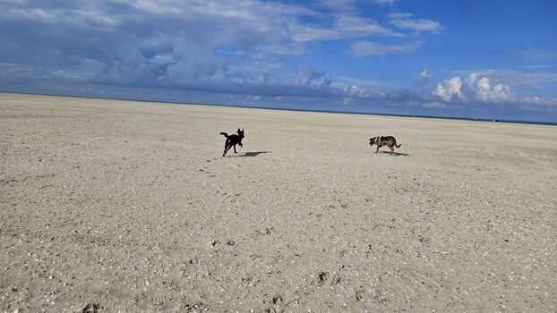 Hunde an der Nordsee