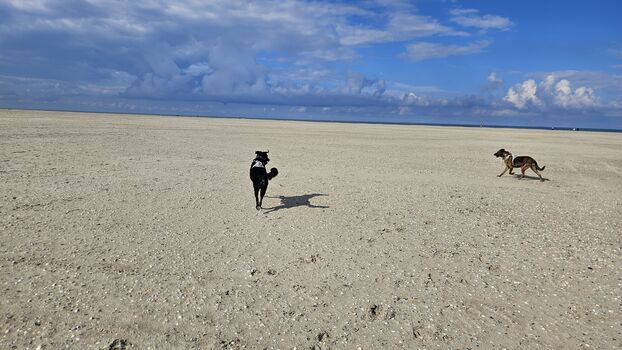 Hunde