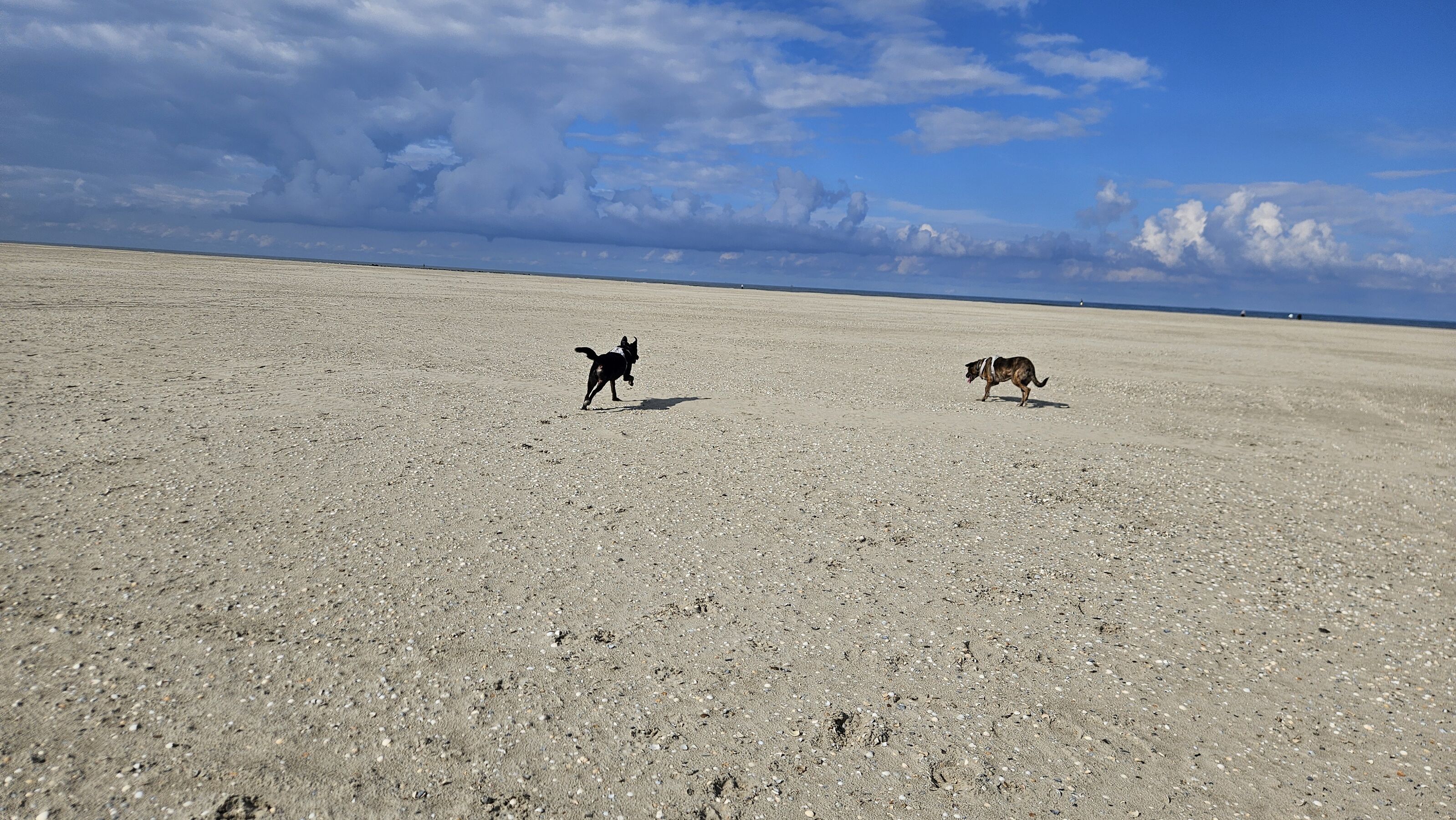 Hunde an der Nordsee