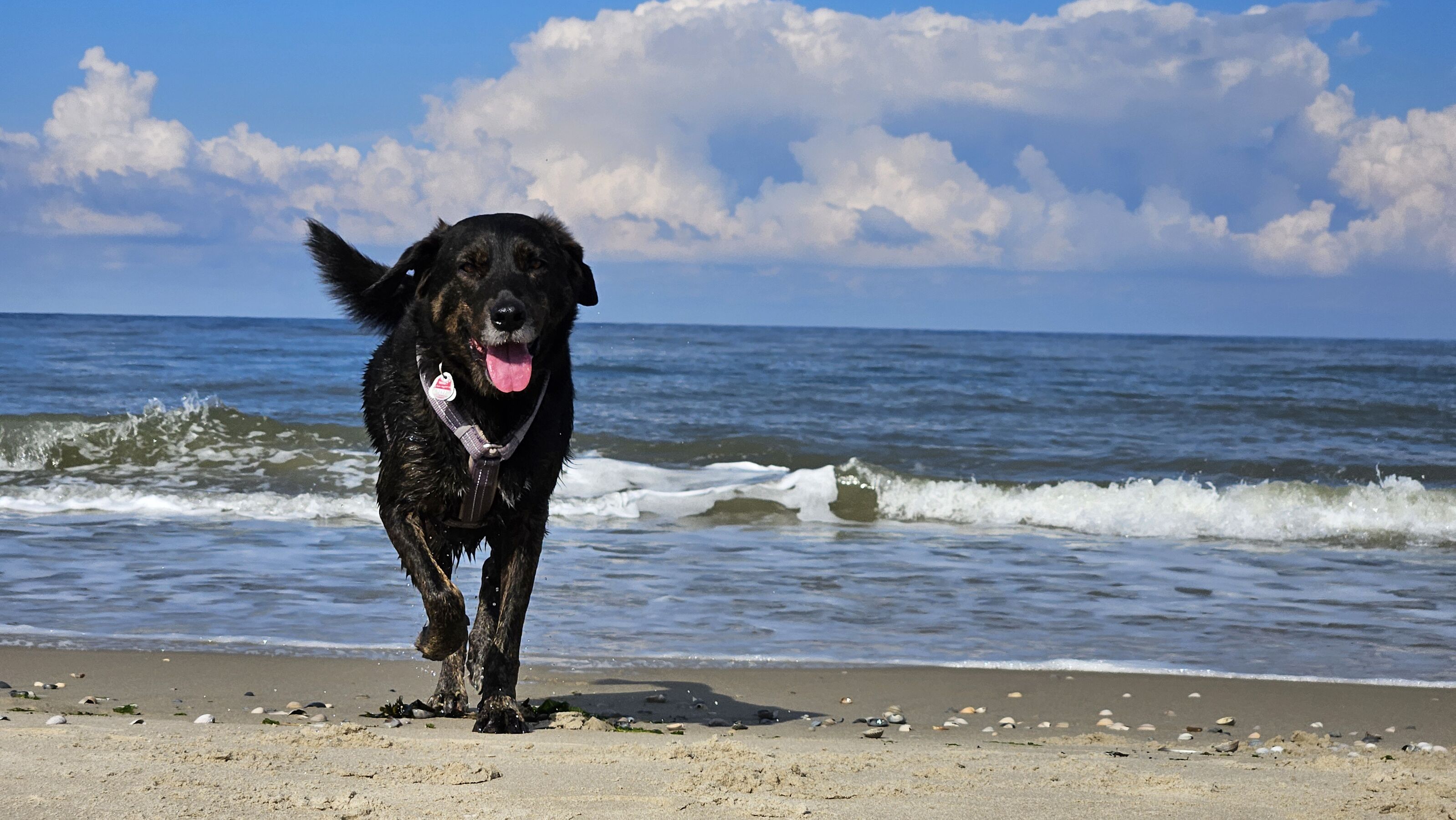 Hund am Meer Texel