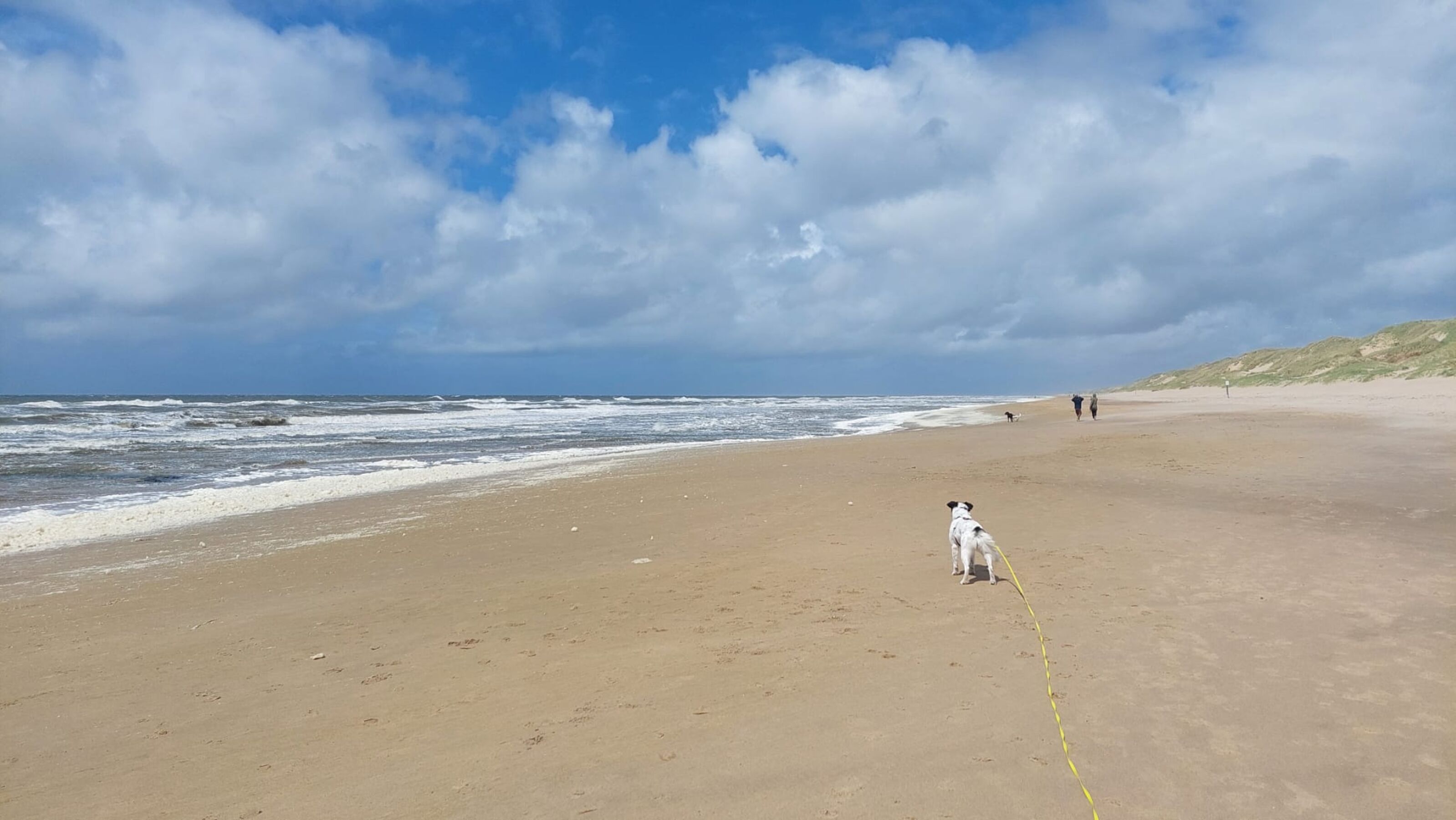 Hund am Strand