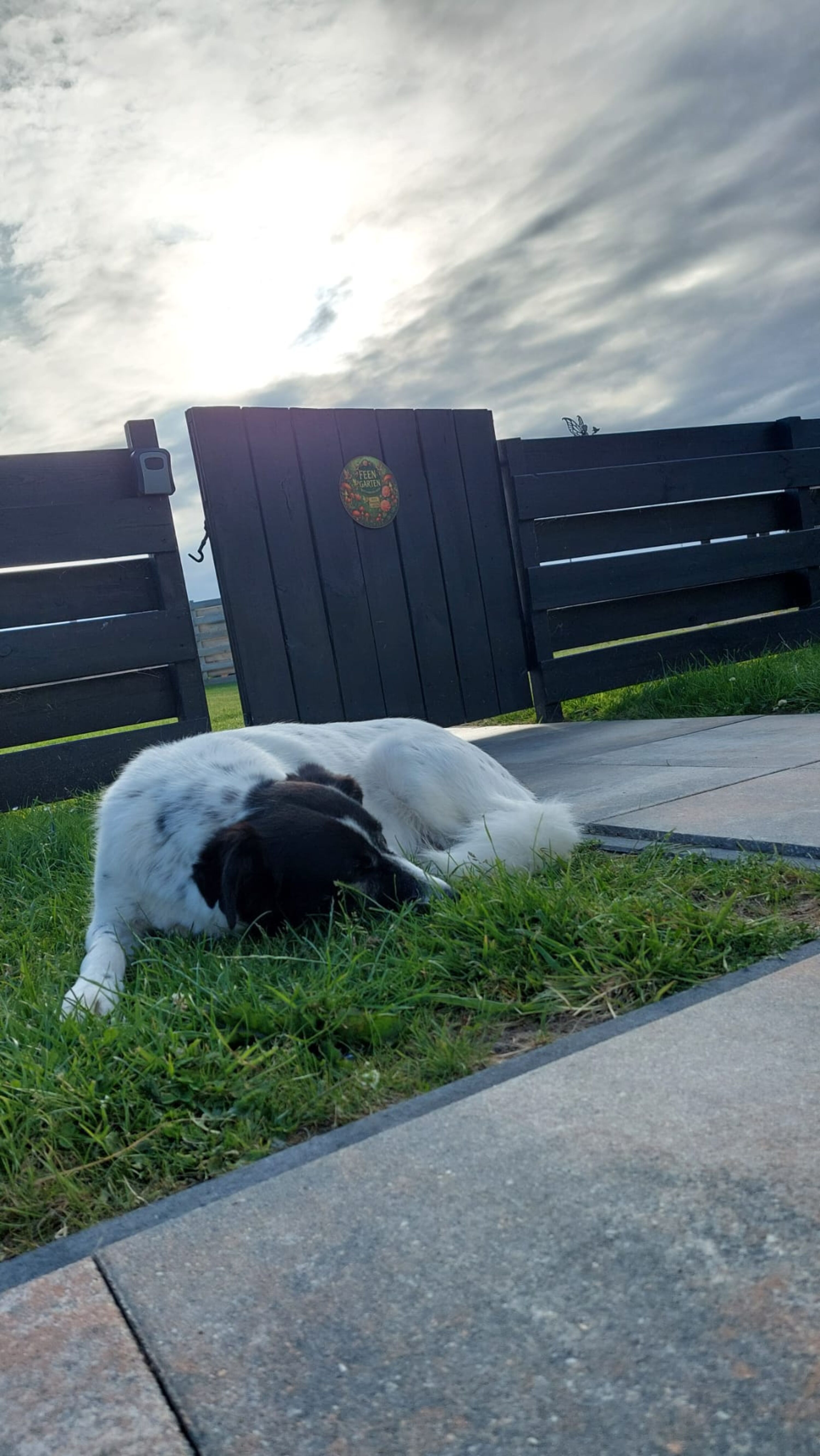 Hund im Garten