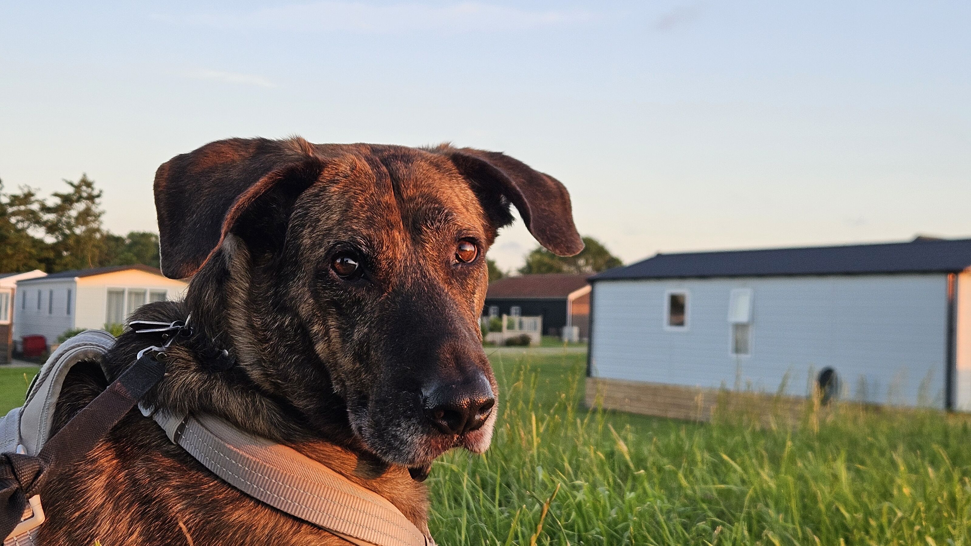 Hunde