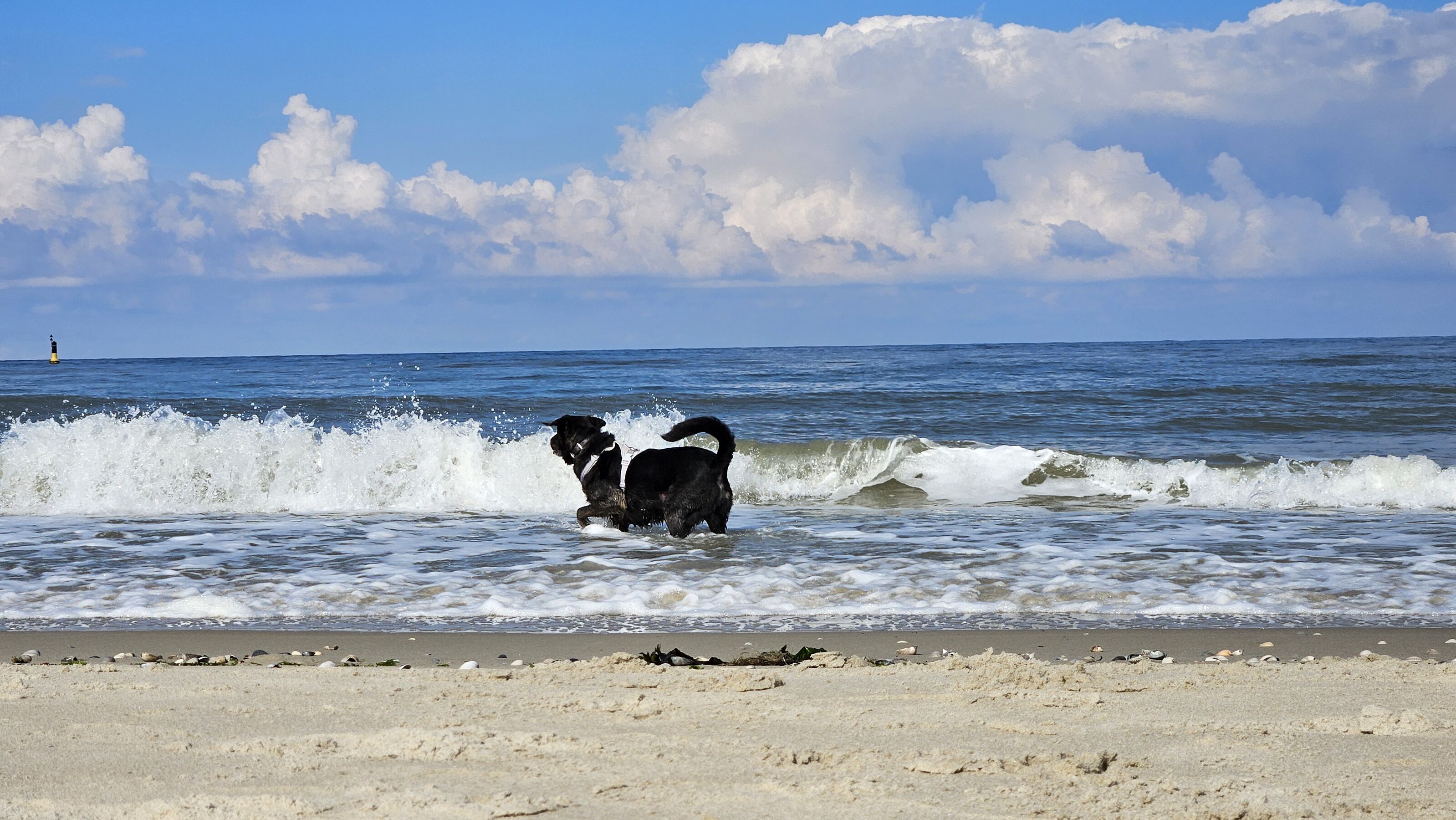Hunde am Meer