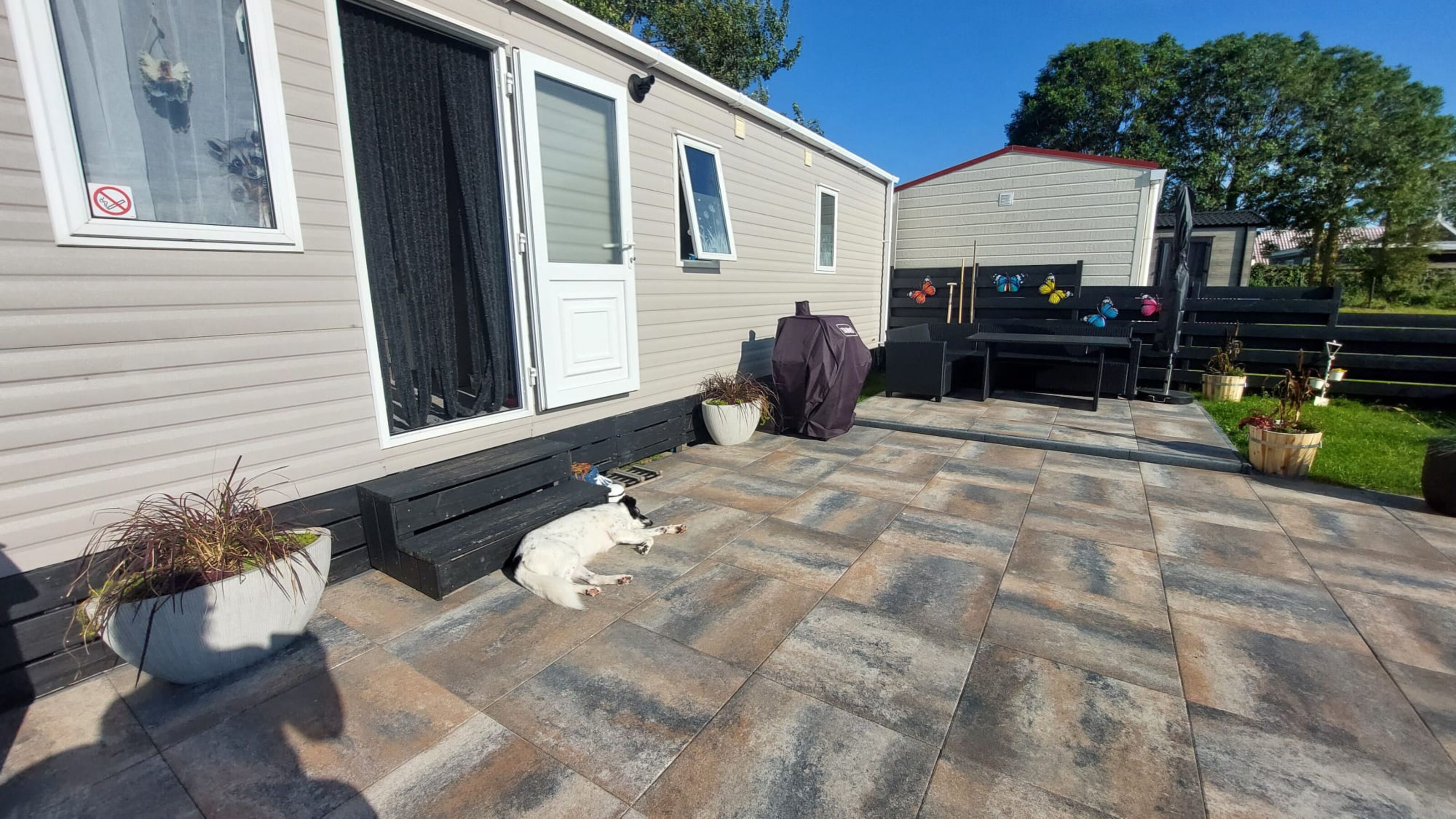 Hund auf Terrasse