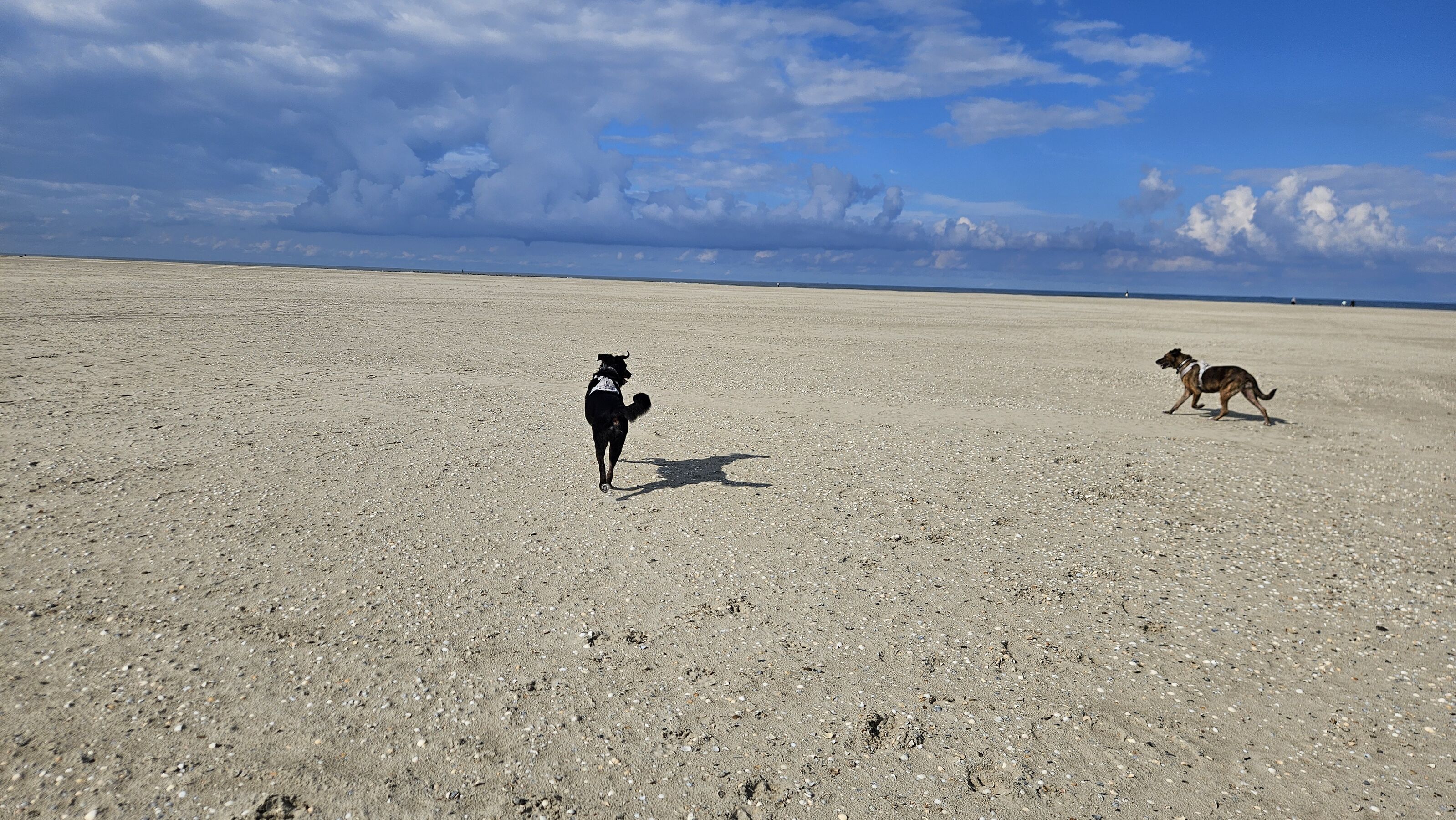 Hunde