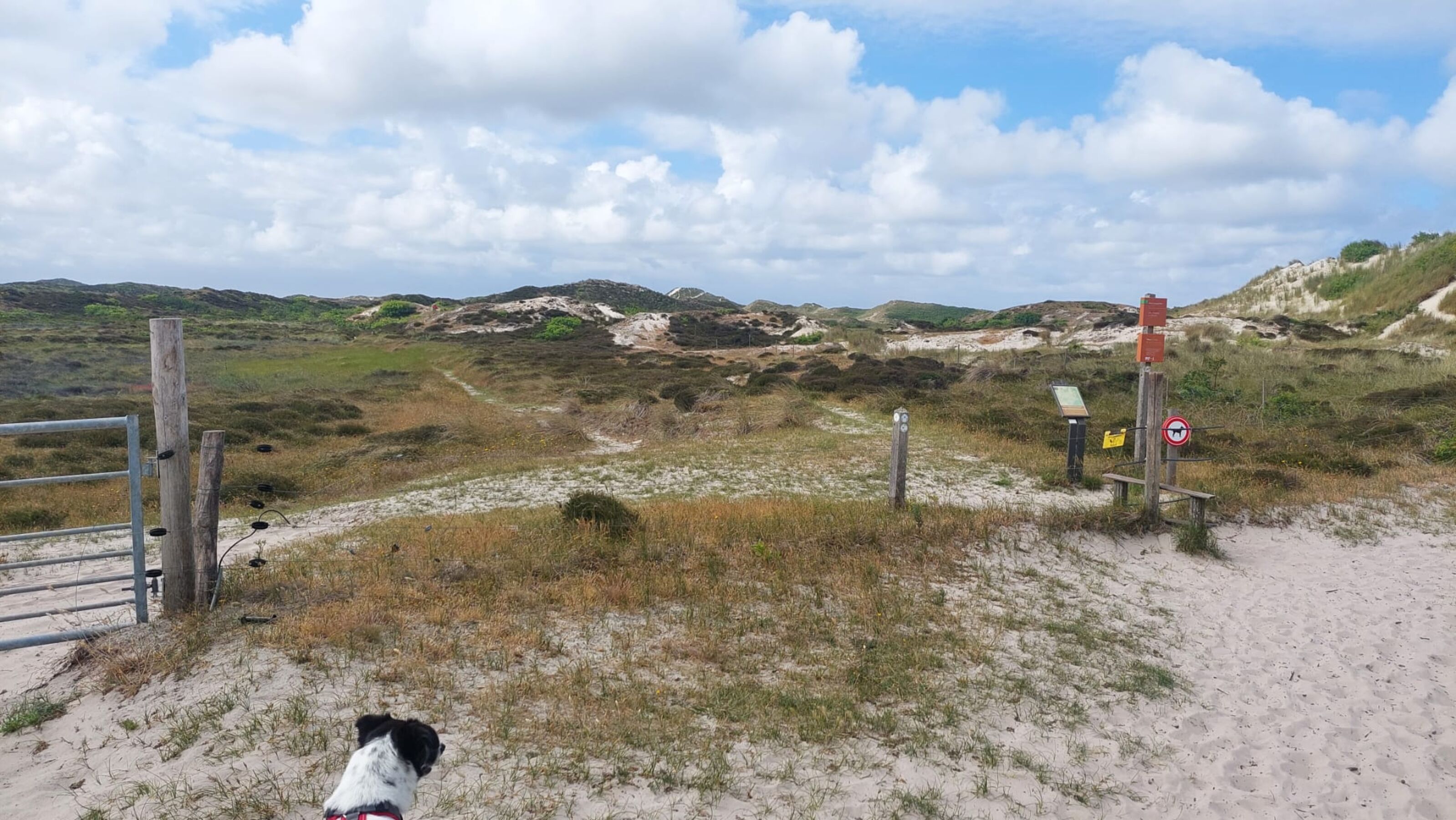 Hund in den Dünen