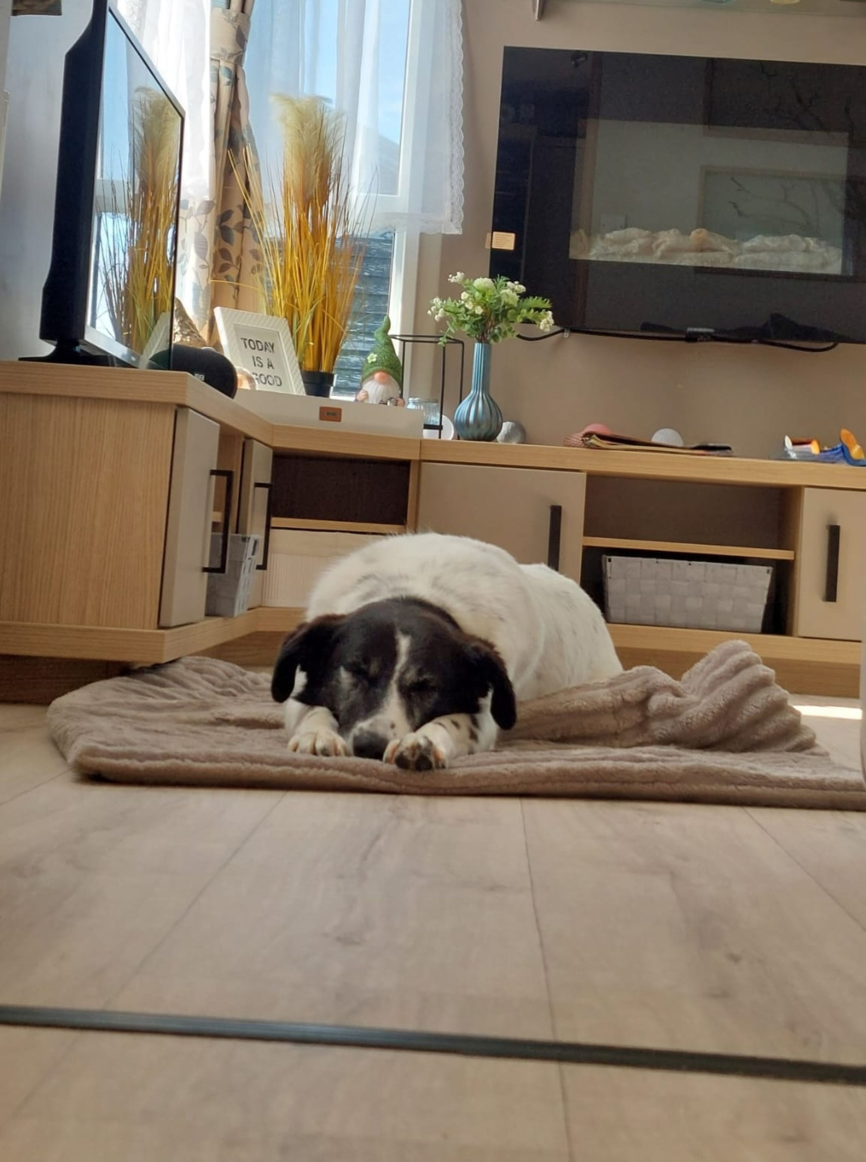Hund im Wohnzimmer