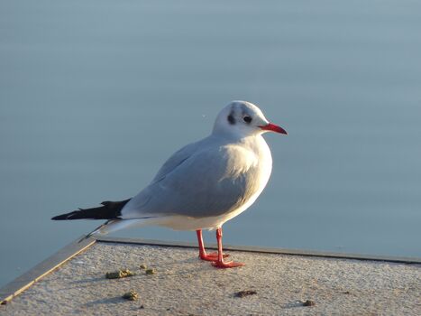Am Kölpinsee
