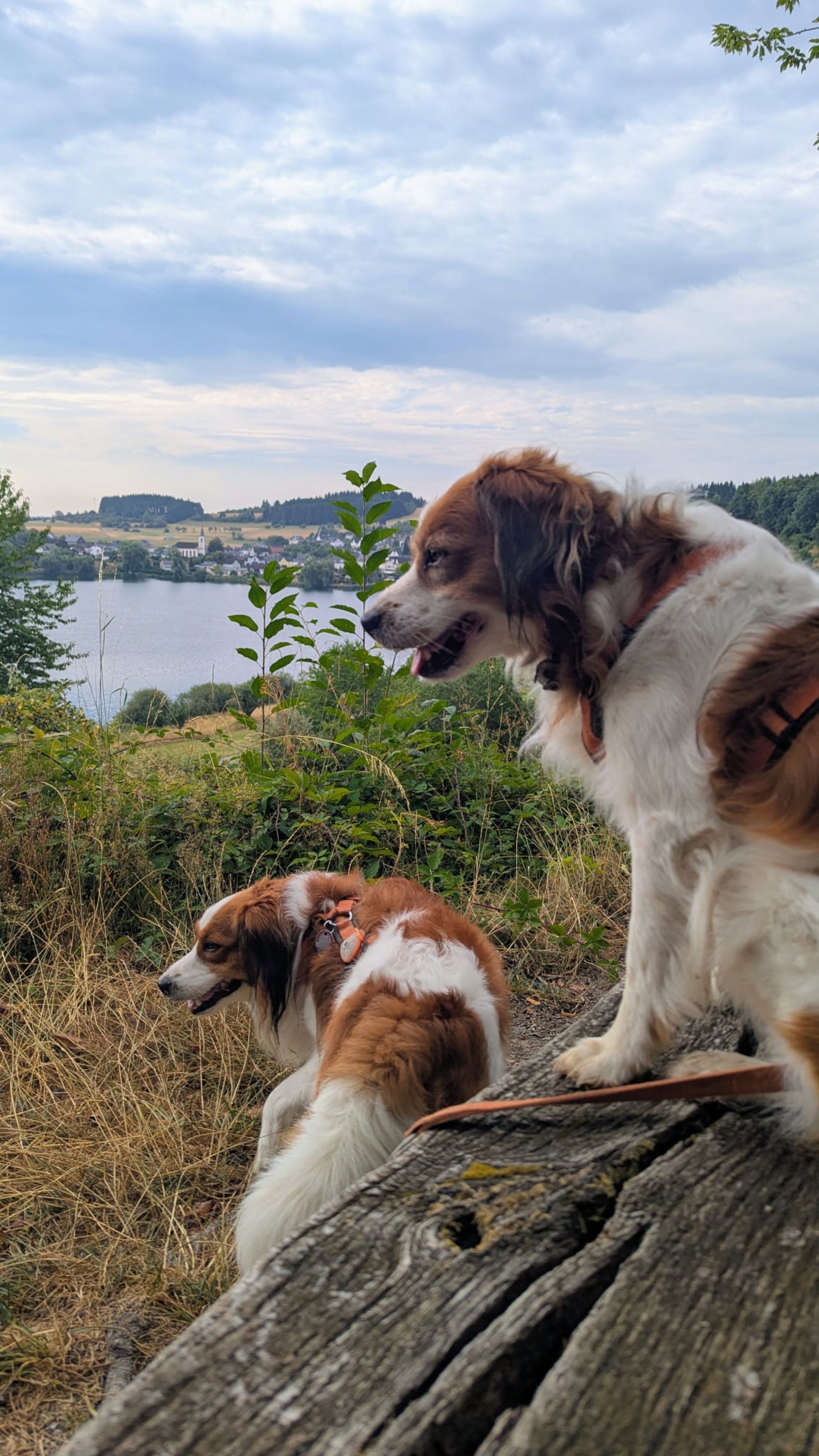 Bild 19