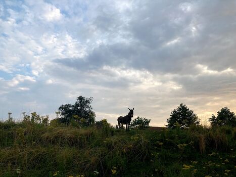 Abendrunde