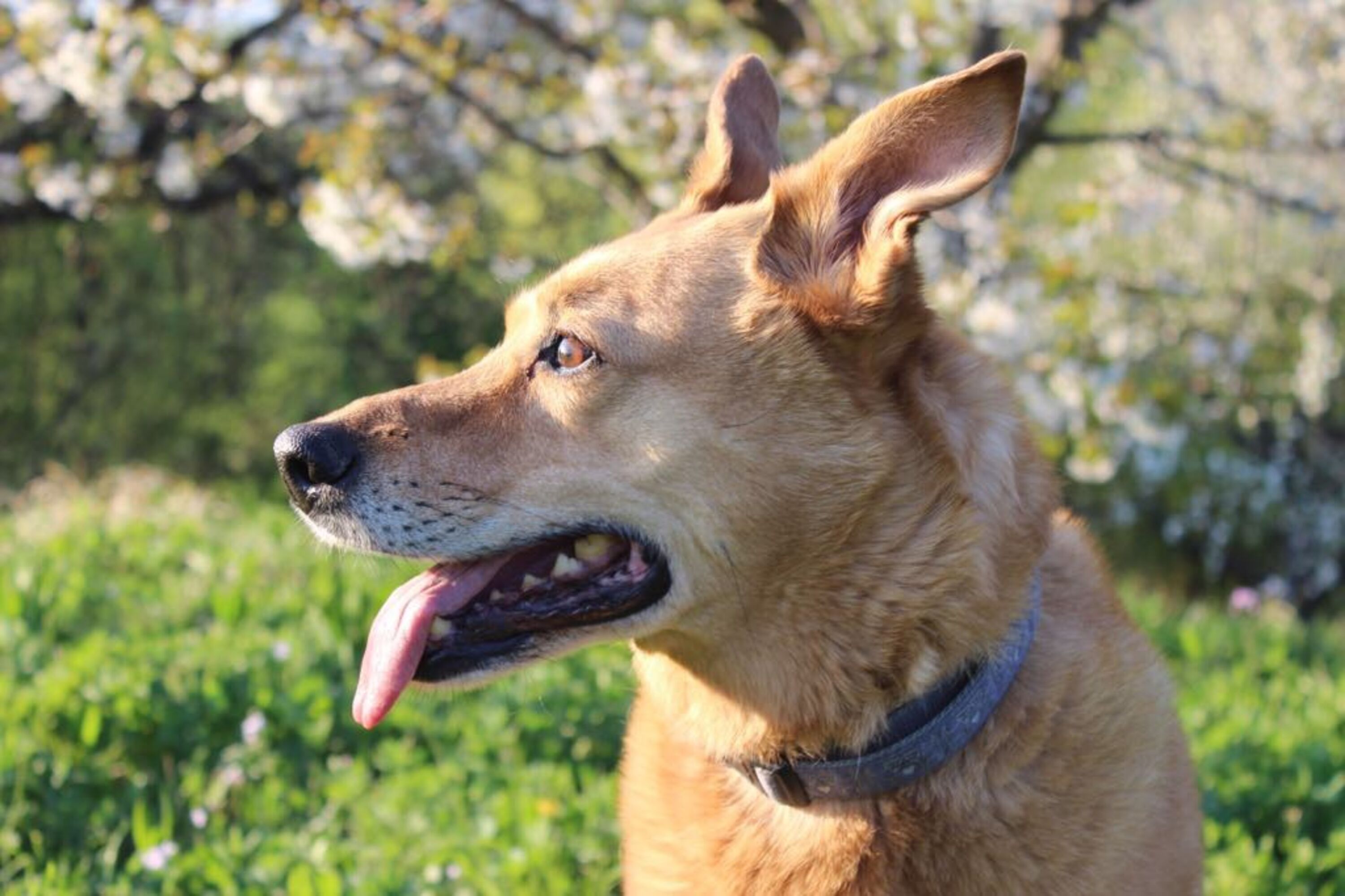 Hunde willkommen