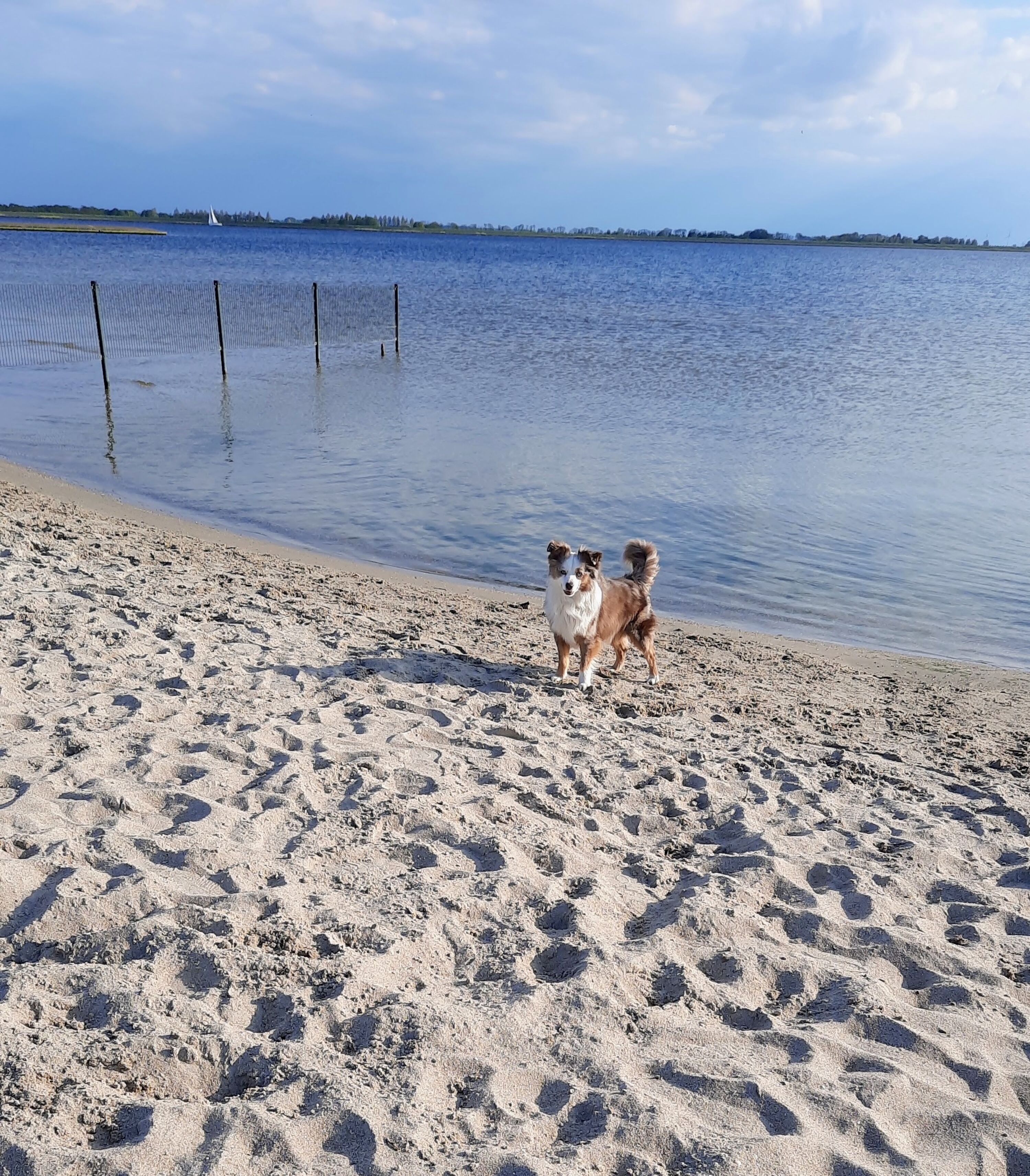 Fellnase am Hundestrand