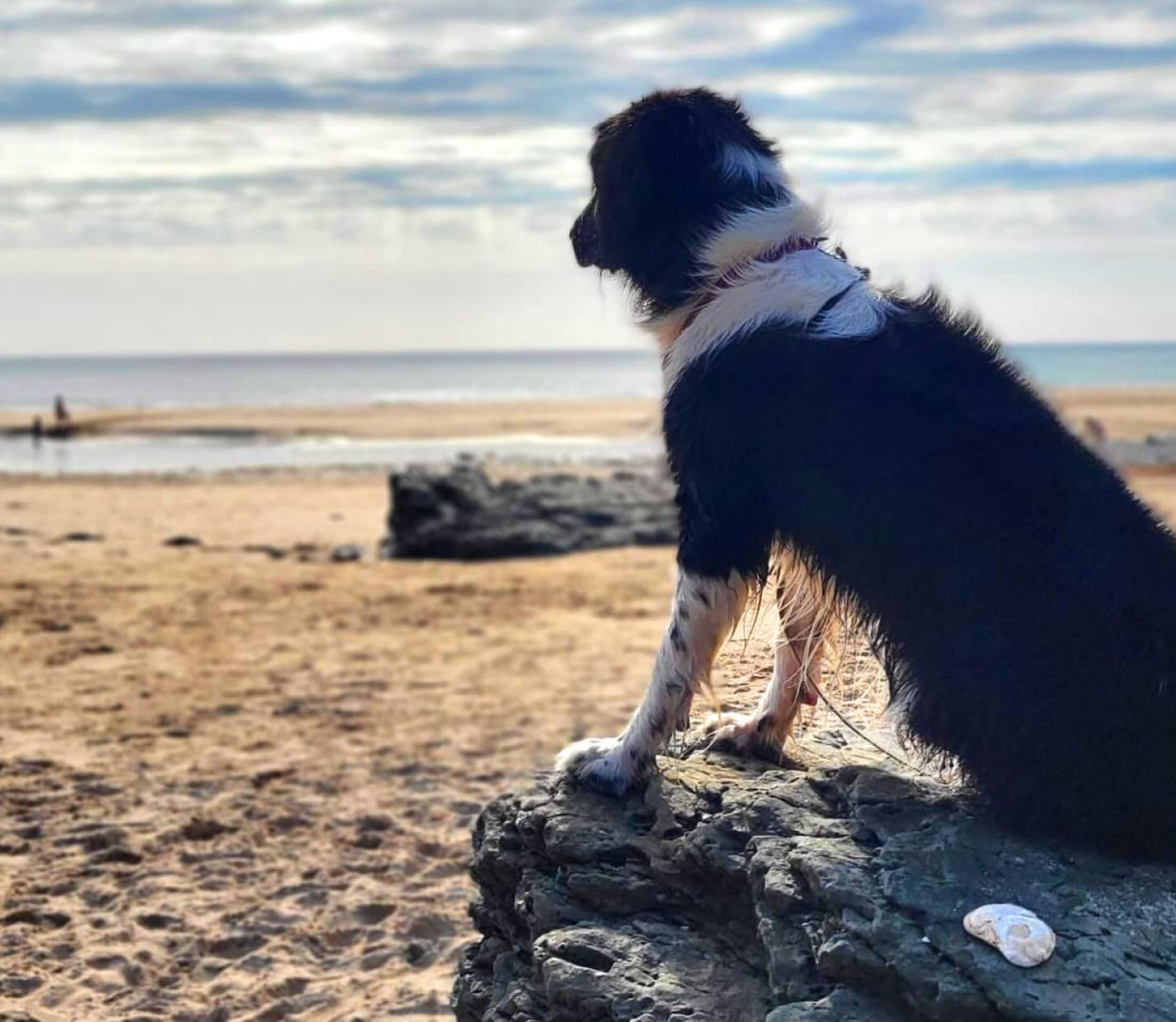 Hundefreundliche Strände