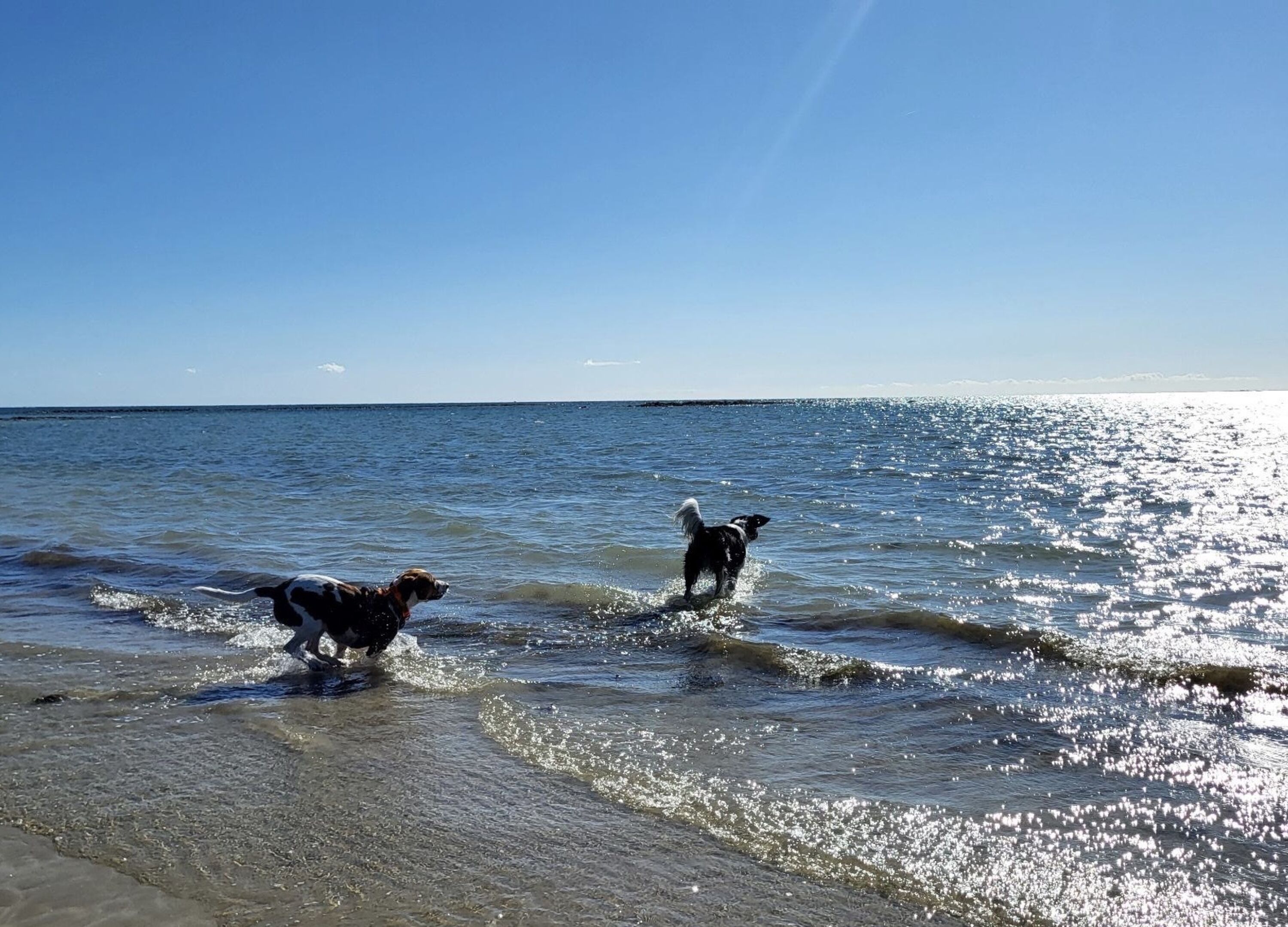 Hundefreundliche Strände