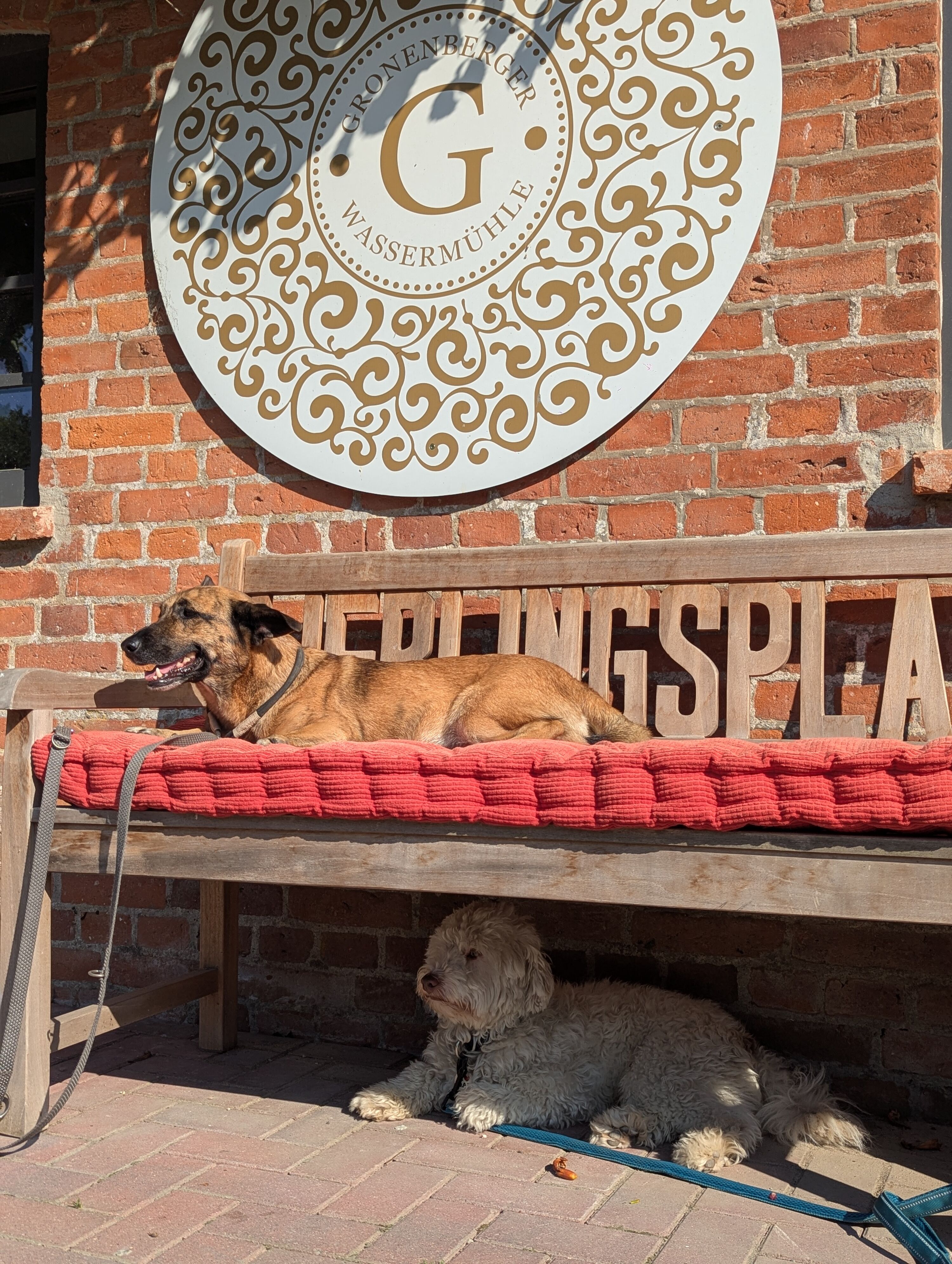 Lieblingsplatz der Hunde