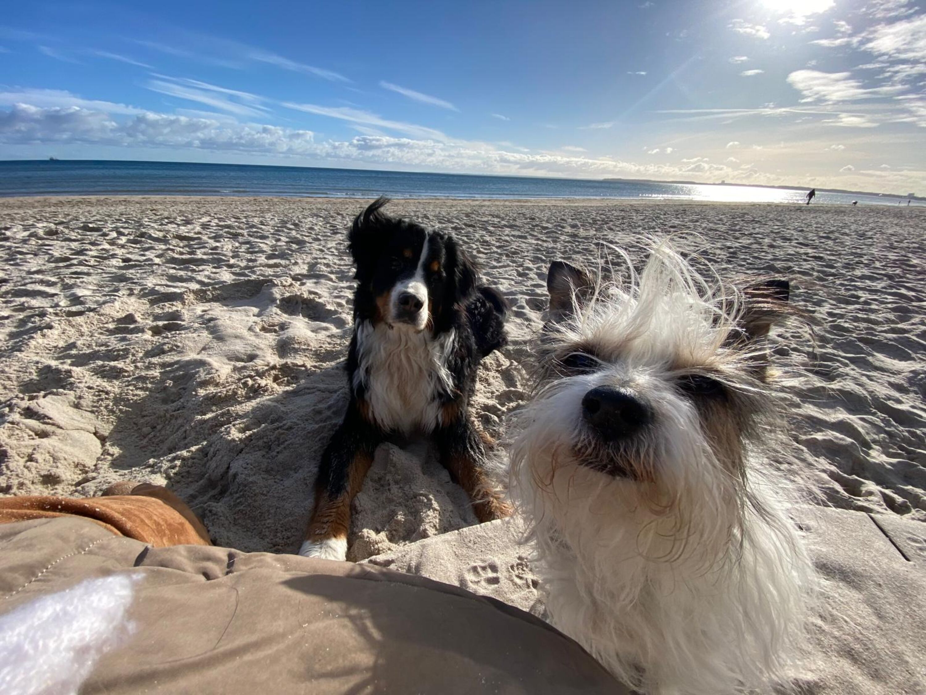 Hundestrand