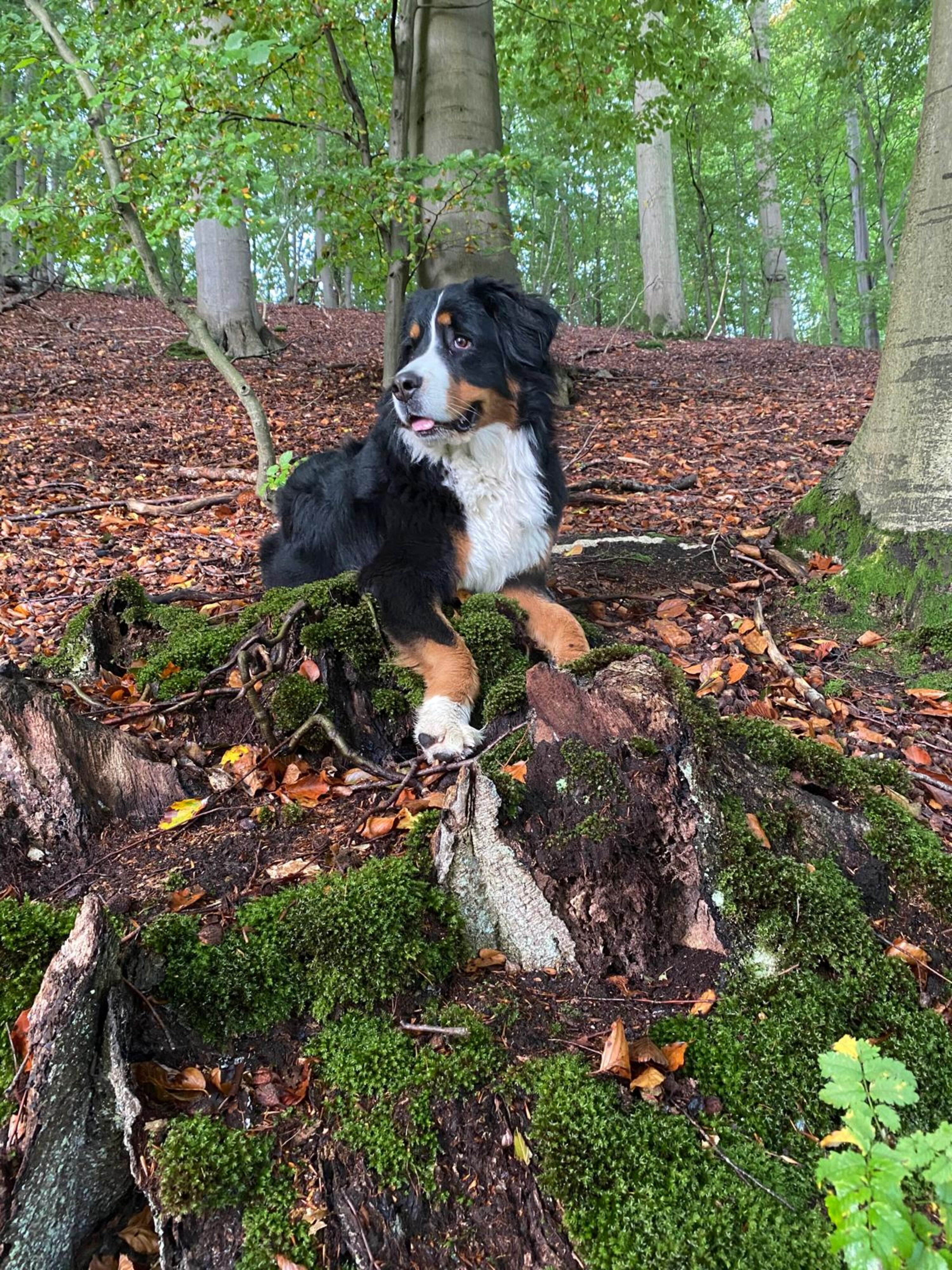 Hundewald