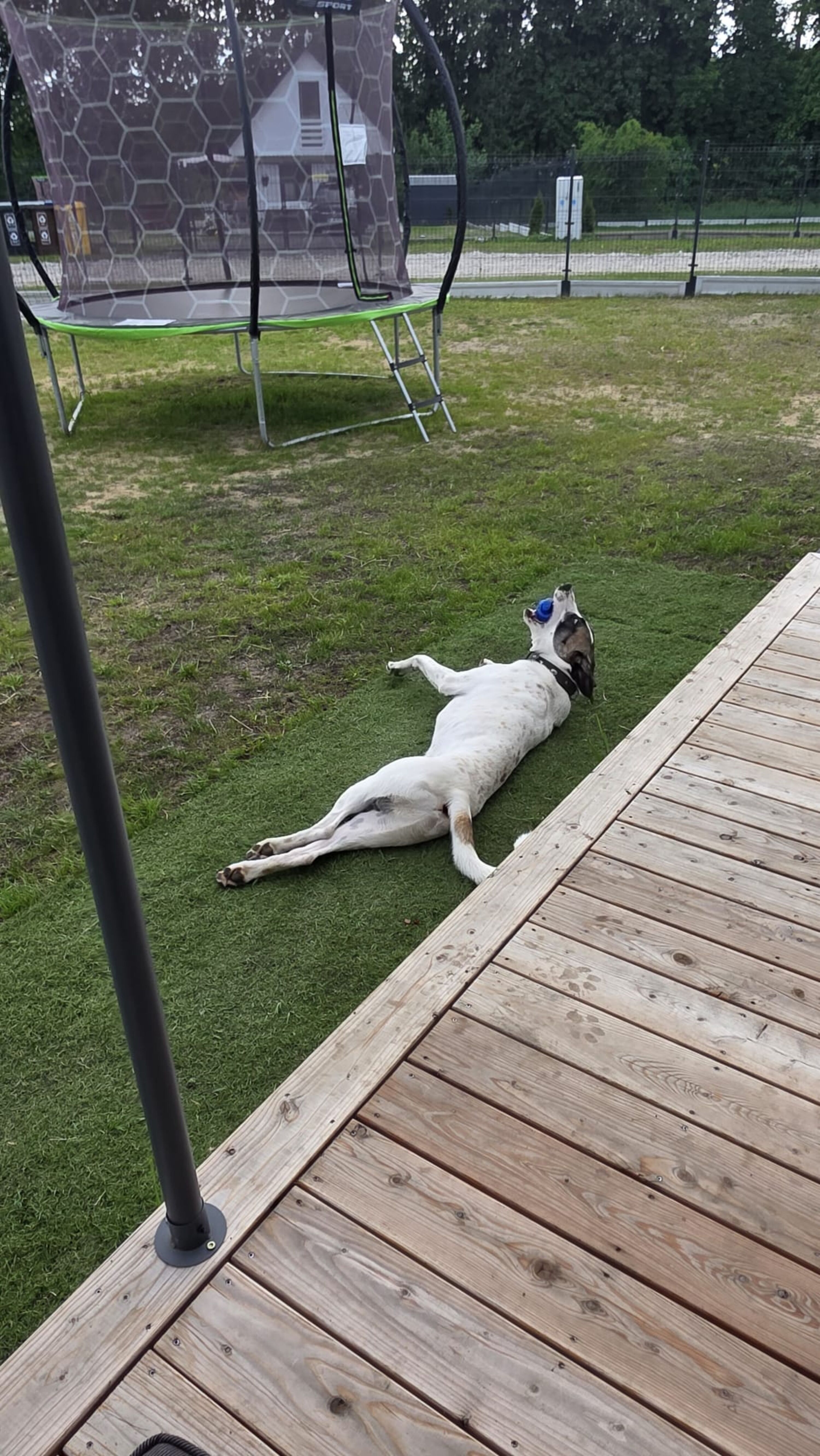 Reine Erholung für Mensch und Hund – viel Platz zum Entspannen und Spielen.