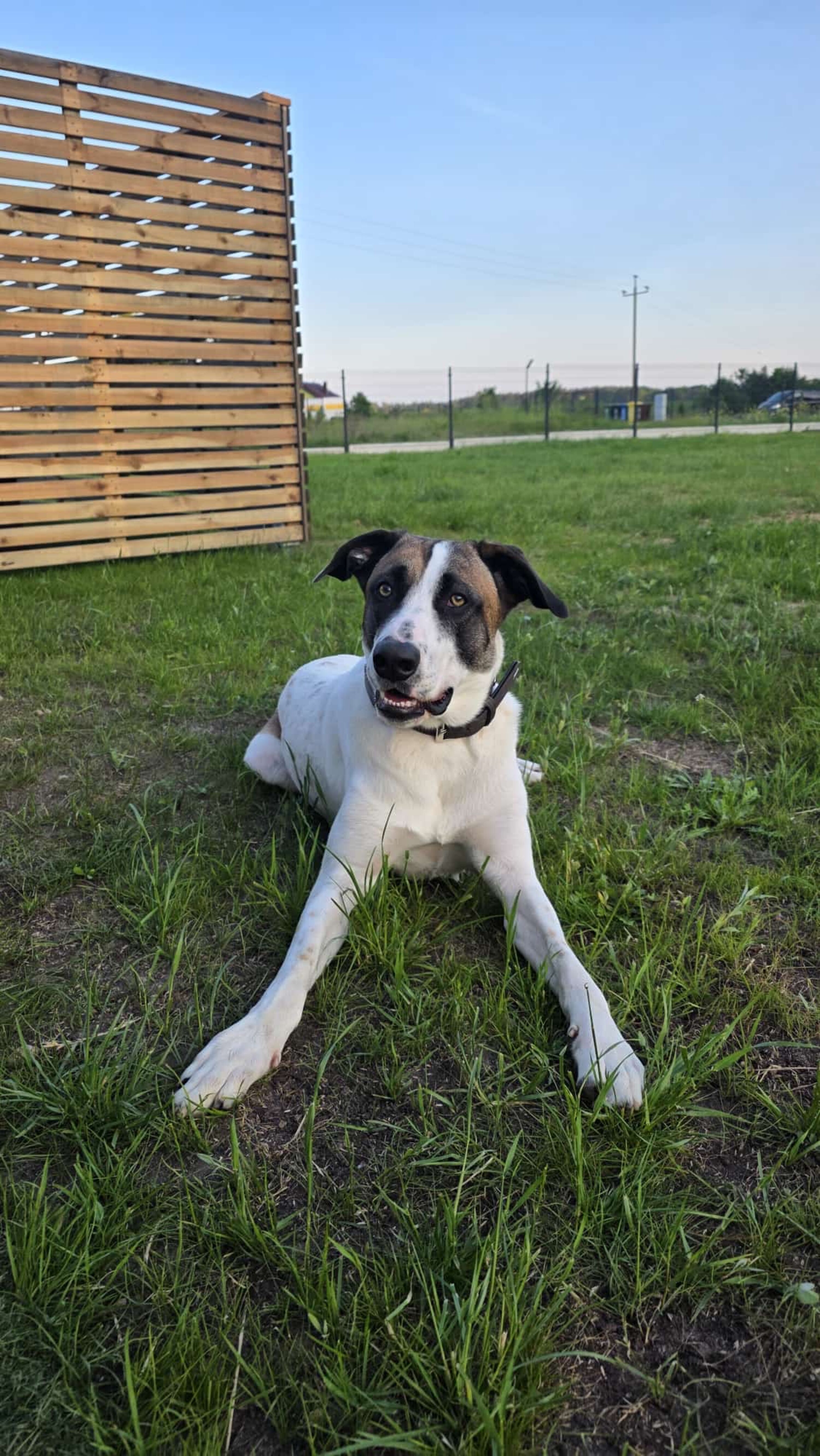 Hier können sich Ihre Vierbeiner austoben: Sicher eingezäunter Garten für entspannte Tage mit Hund.