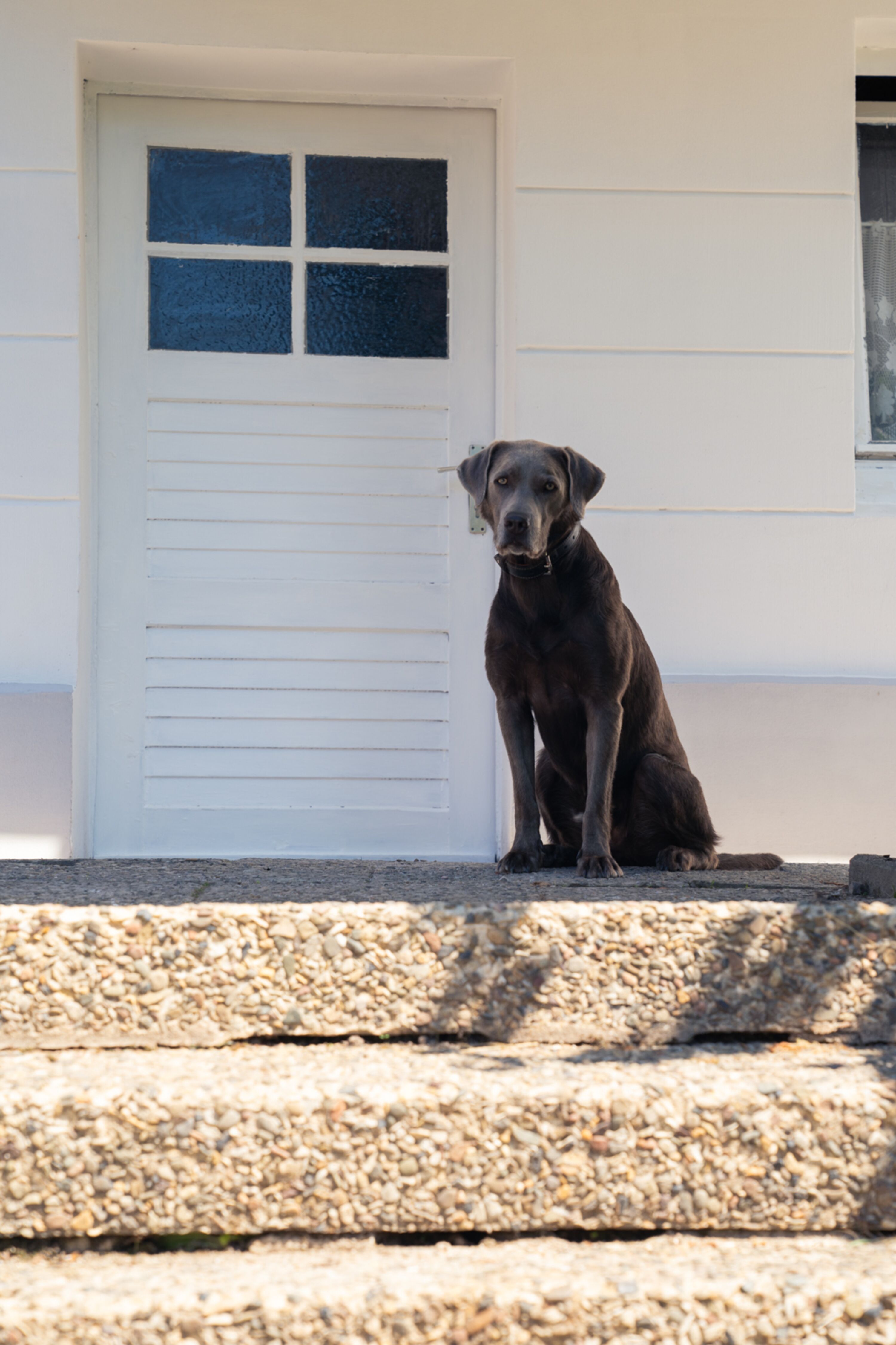 Bis zu 4 Hunde erlaubt