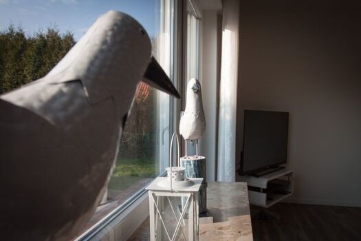 Frei wie die Möwe Jonathan!