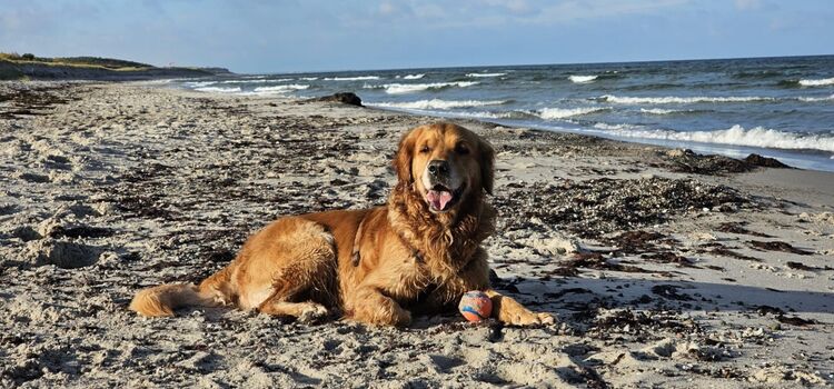 am Hundestrand sich sonnen