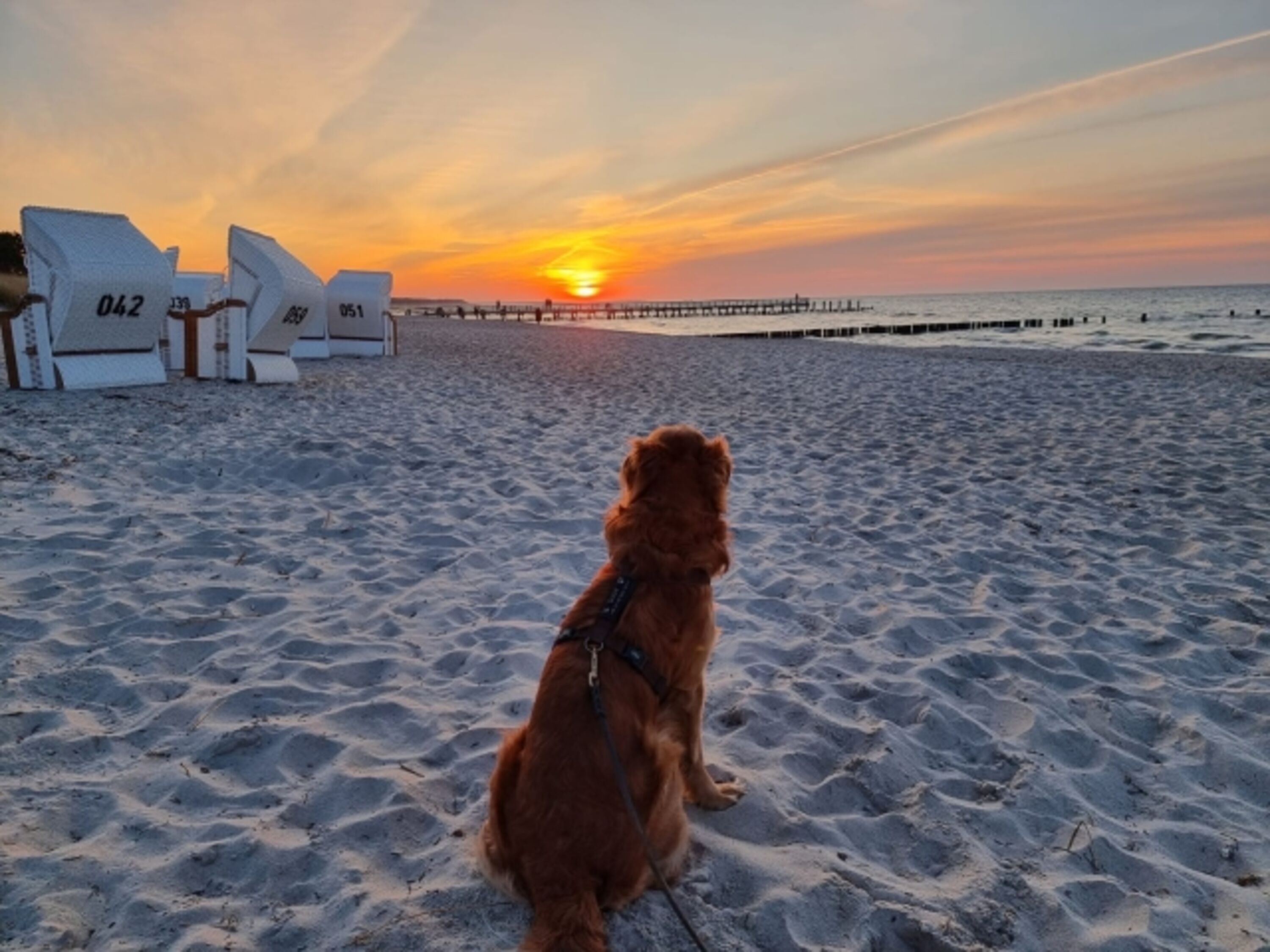 am Hundestrand