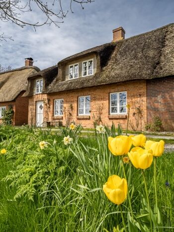 Reetdachhaus Westertilli 8 Nordseeinsel Pellworm, Kamin, Zau ...