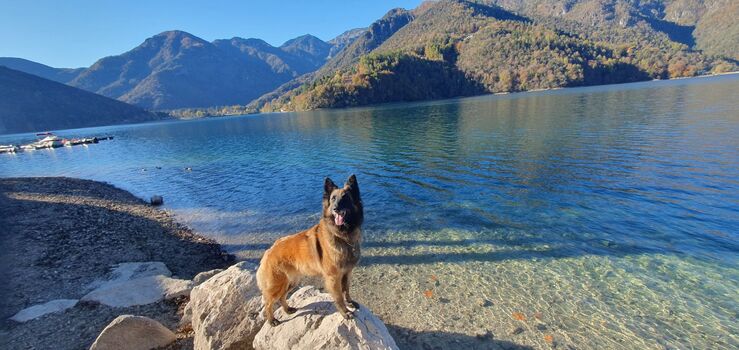 Hunde am Ledrosee herzlich willkommen