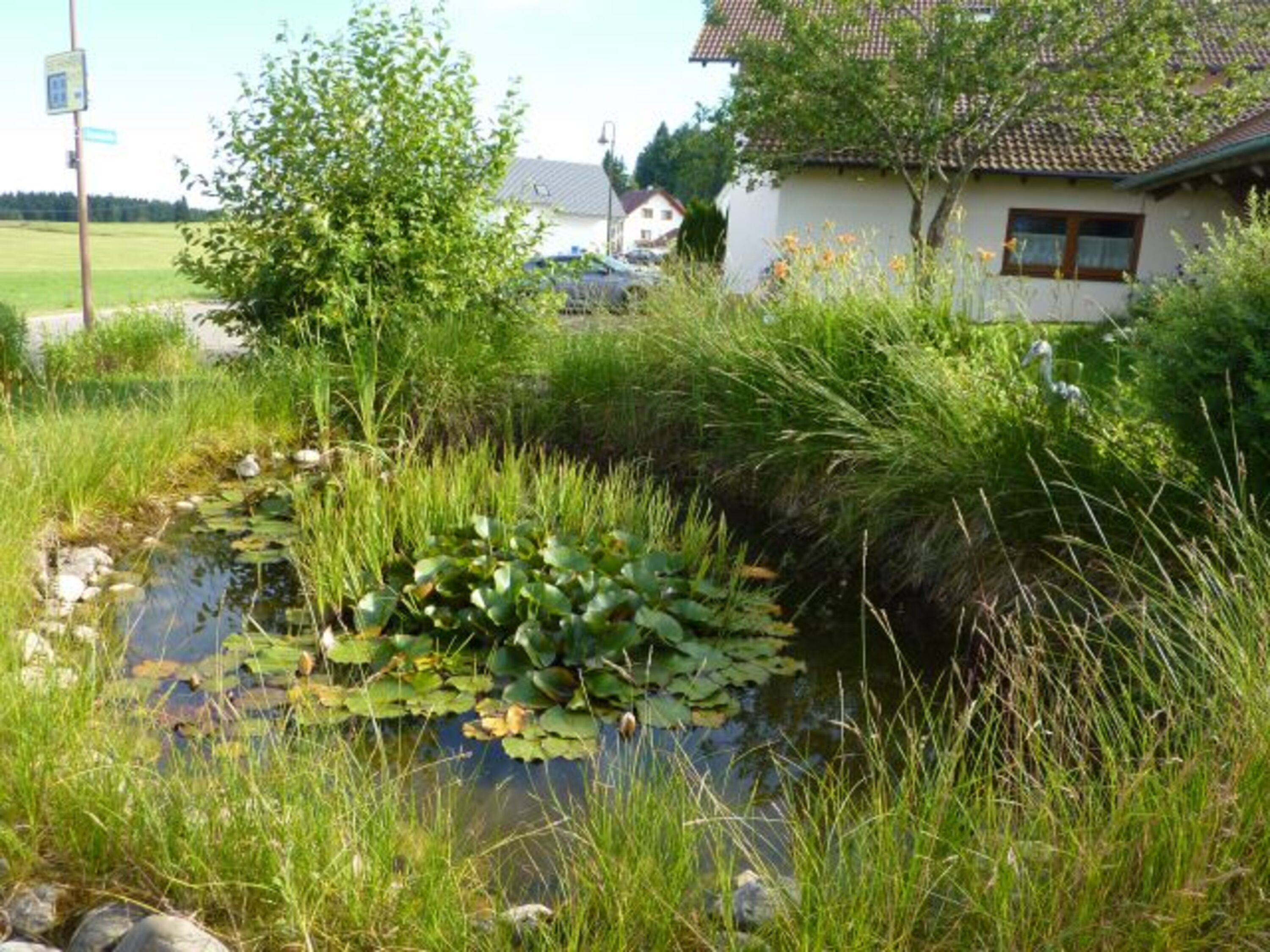 Teich im Garten