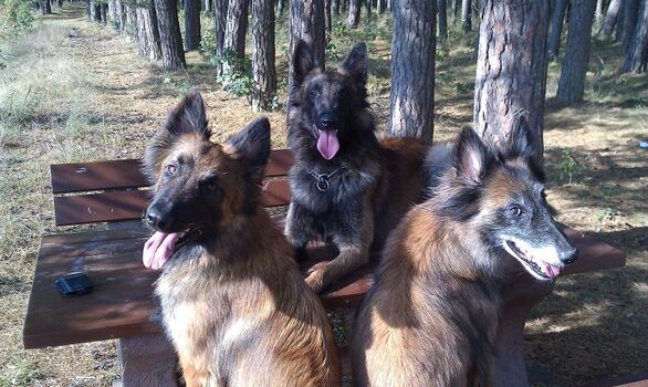 Hunde herzlich willkommen