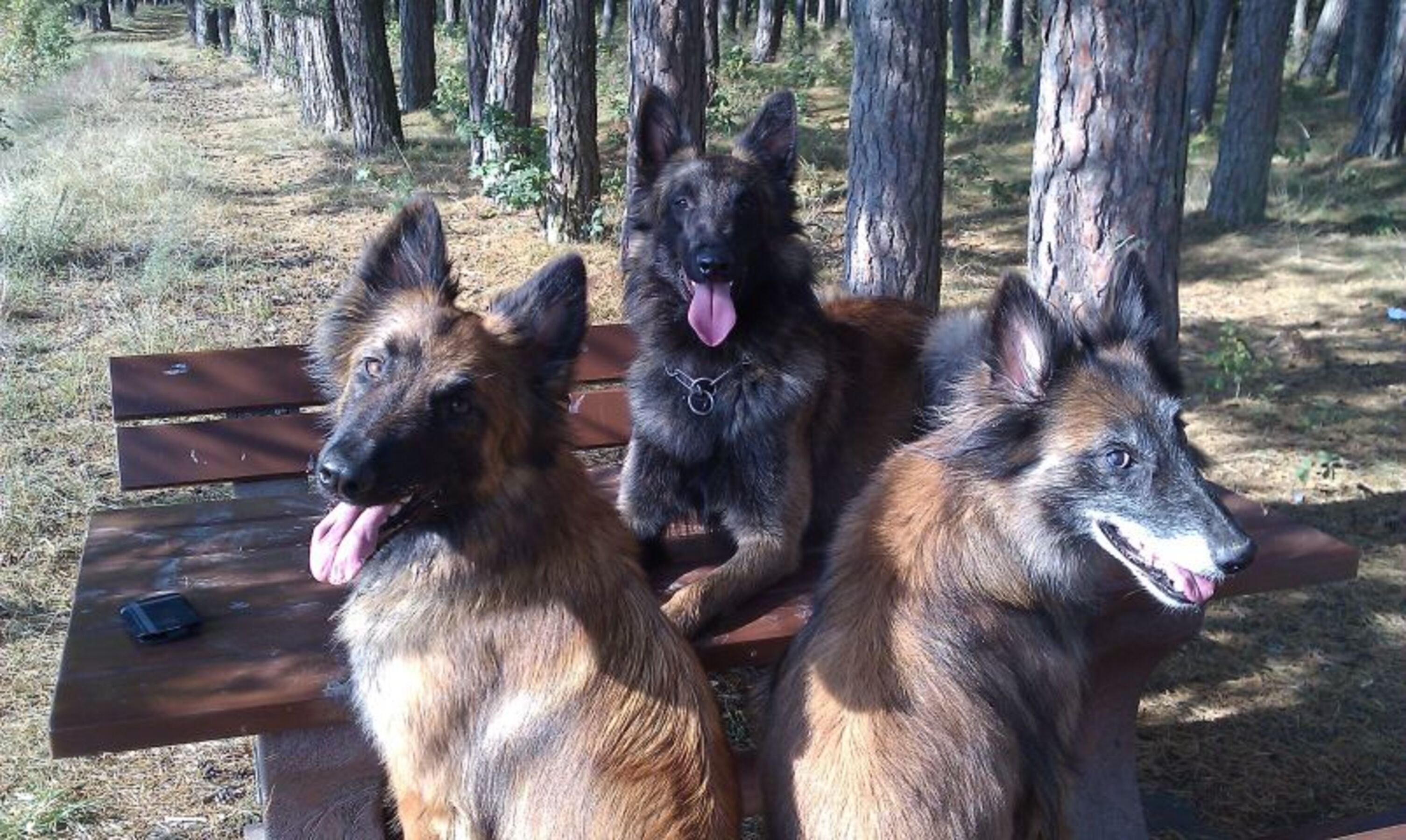 Hunde herzlich willkommen