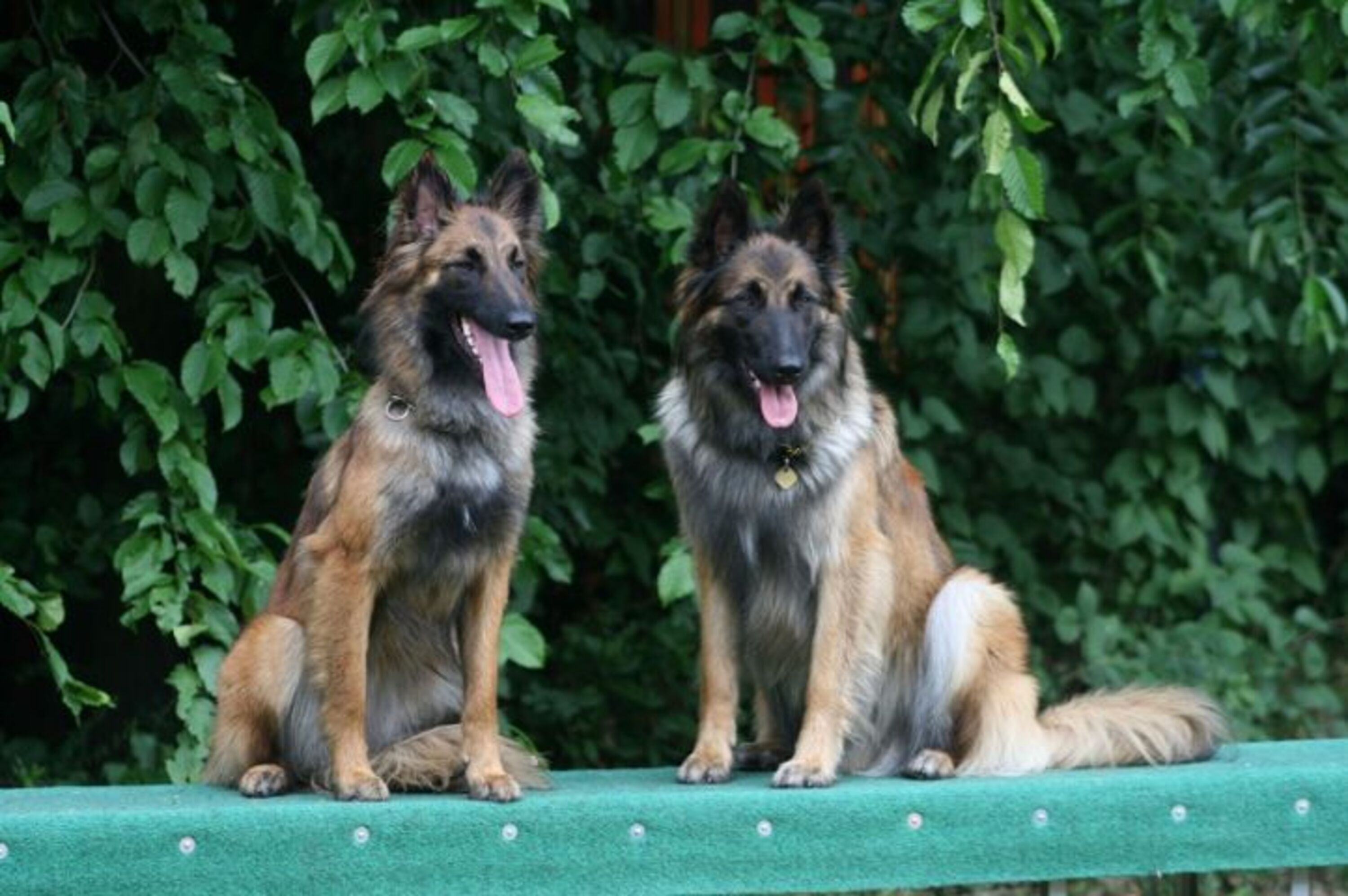 Hunde willkommen