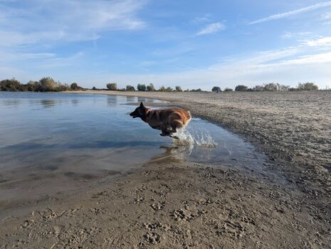 Hunde herzlich willkommen - Strand fußläufig