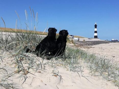 Hunde herzlich willkommen !