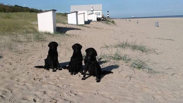 Hunde herzlich willkommen !