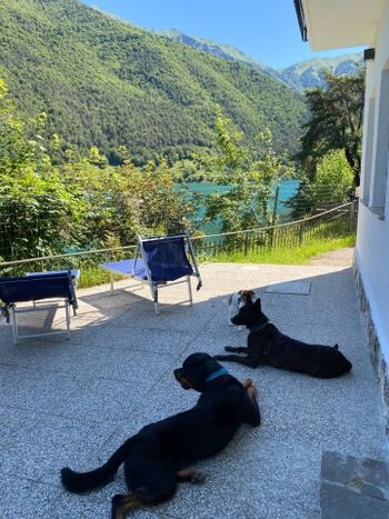 Hunde sind in der Villa herzlich willkommen 