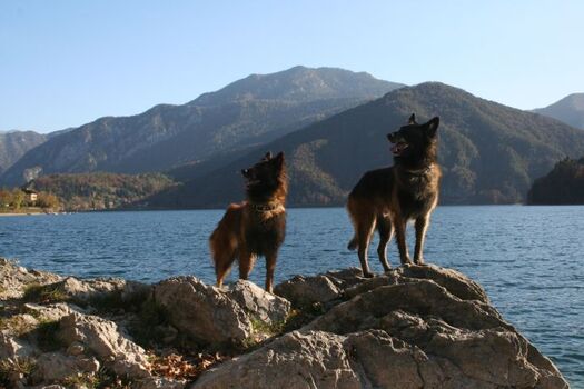 Hunde sind herzlich willkommen