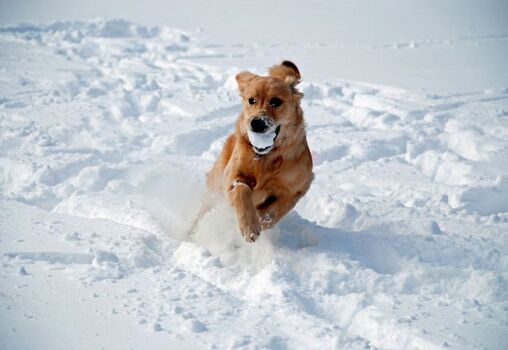 Tolle Gassiwege und jede Menge Spaß für Vierbeiner