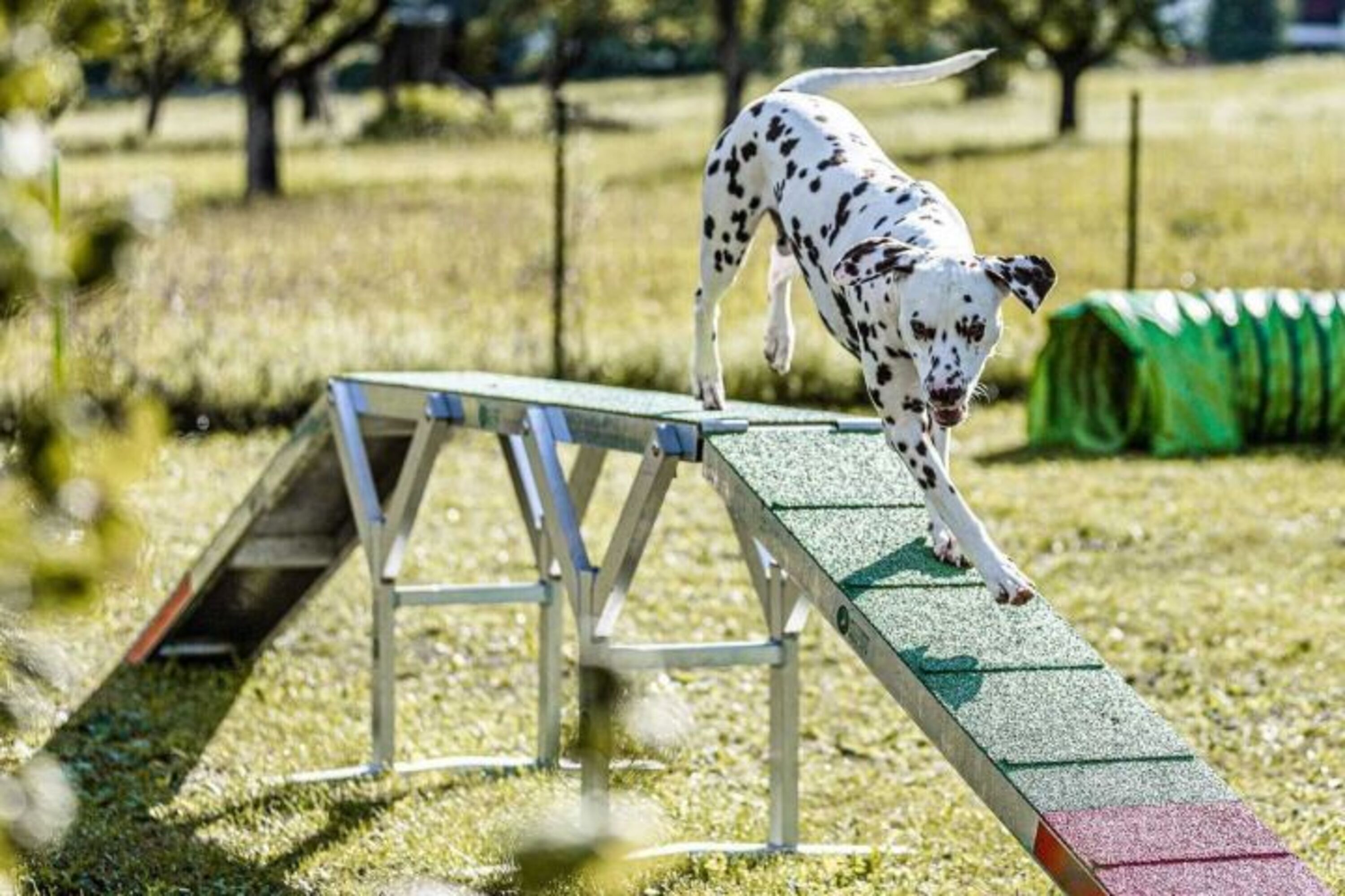 Agility Parcour und Hundeteich