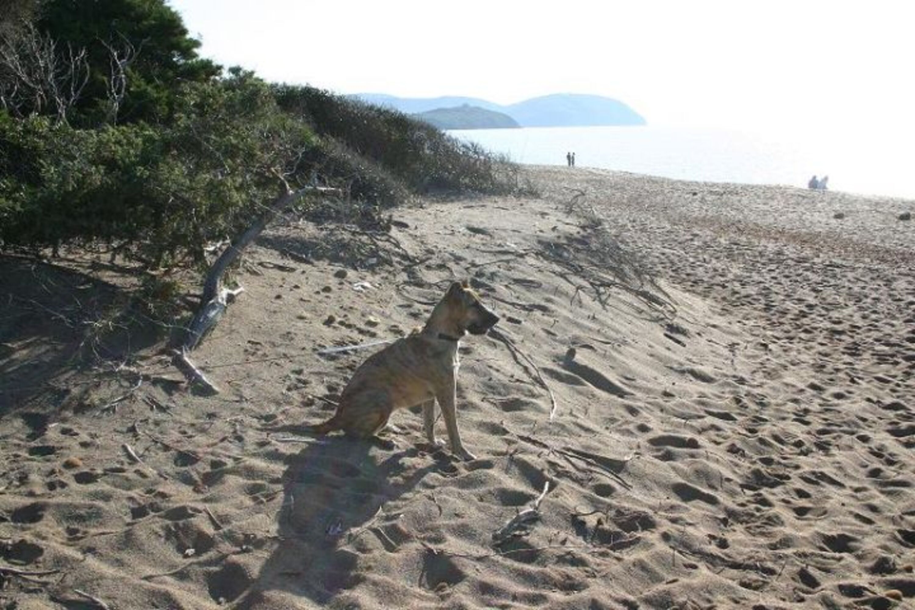 Hundestrand