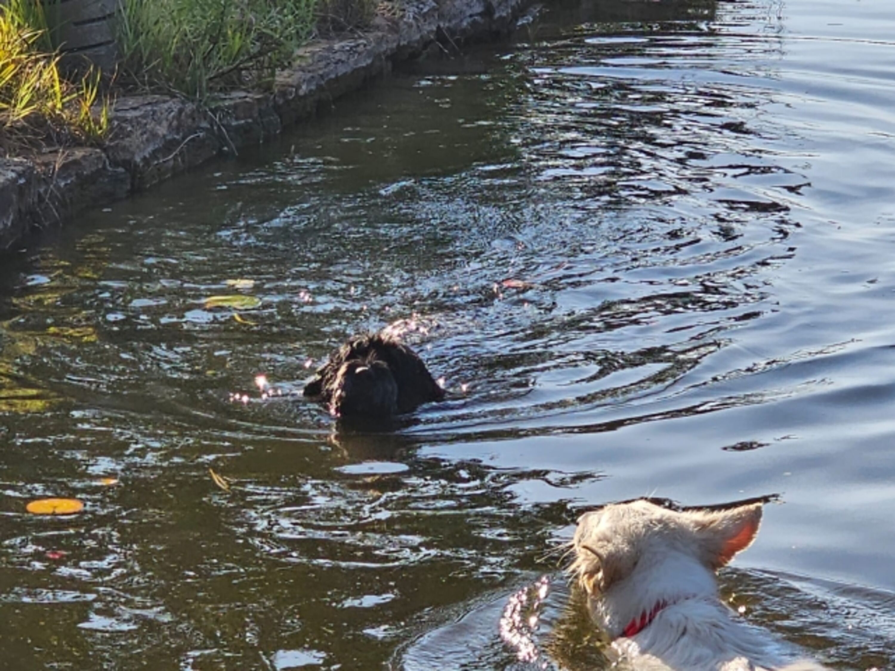 Badespass im Teich