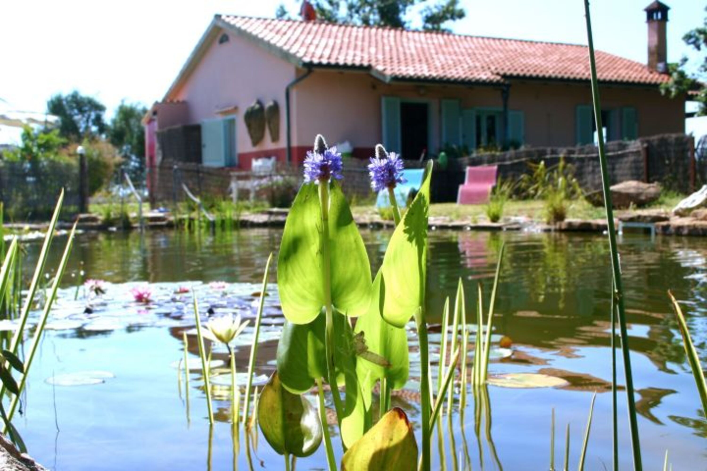 der Bio Teich mit Gästehaus