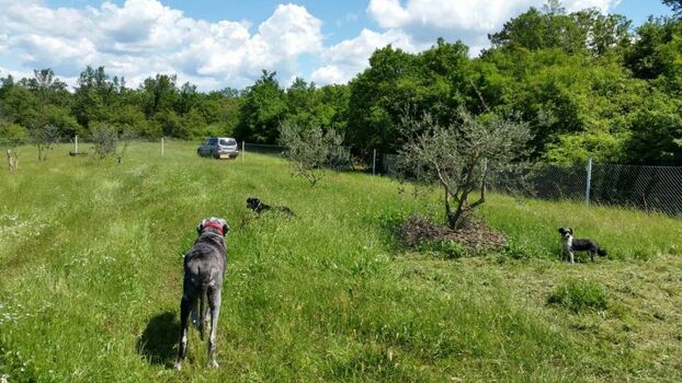 Umzäunte Spielwiese direkt am Meer