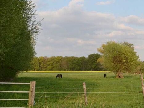Naturschutzgebiet nur 100 Schritte entfernt