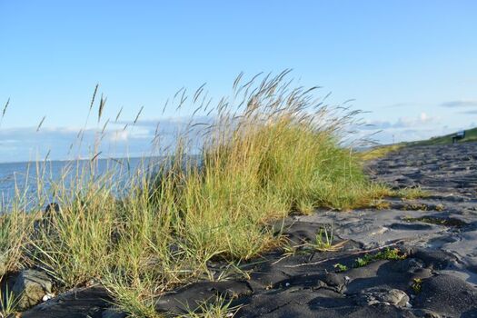 Die Nordsee in nur 300m Entfernung