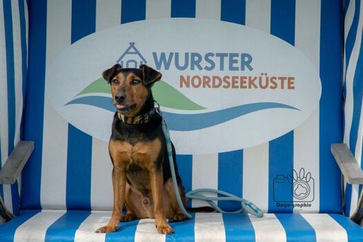 Privater Strandkorb  am Hunde  Strand