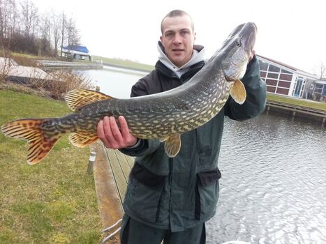 Hechte sind vieler da